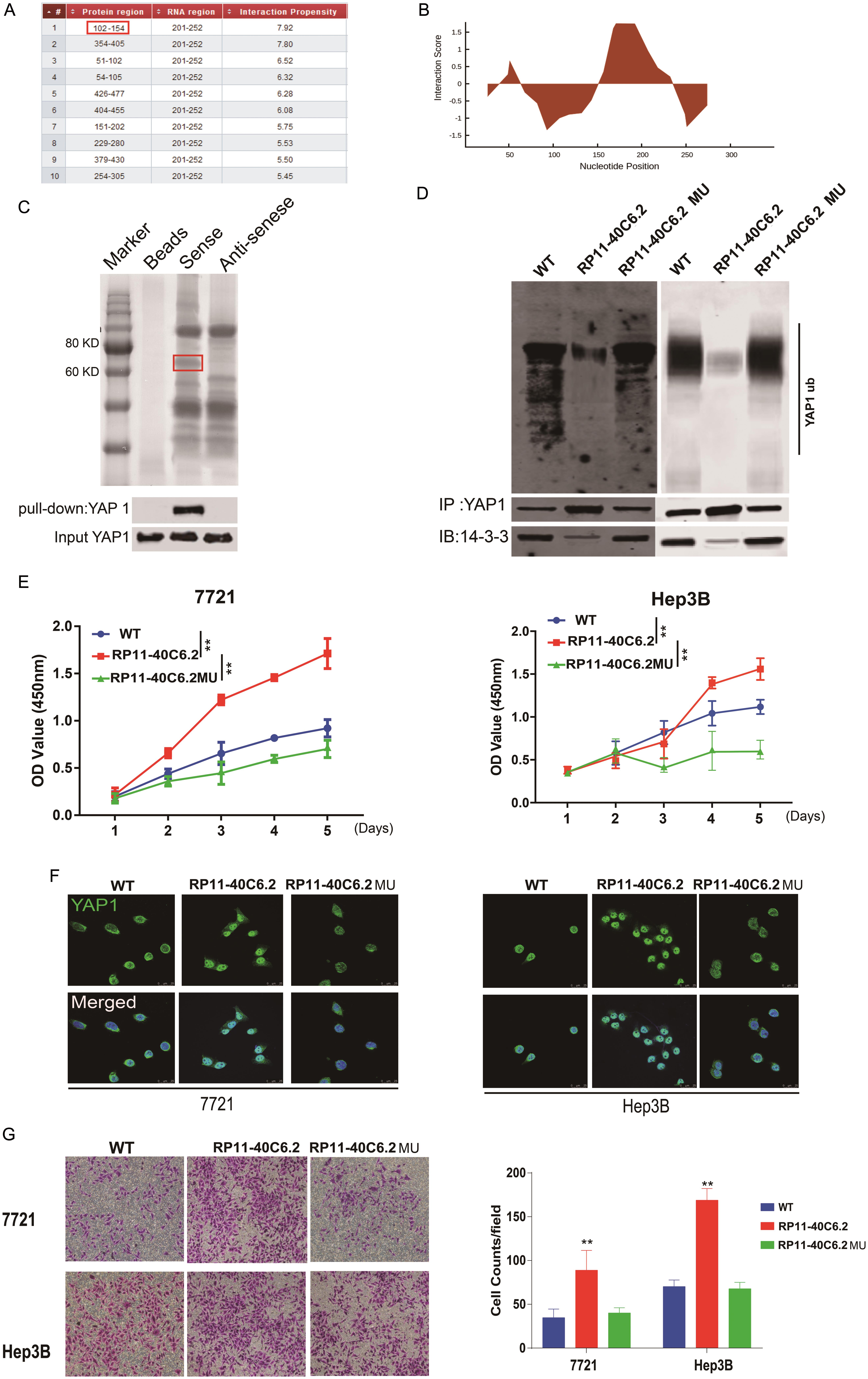 RP11-40C6.2 stabilize YAP-1 protein and activate the downstream pathway by binding to YAP1 (s127) residue.