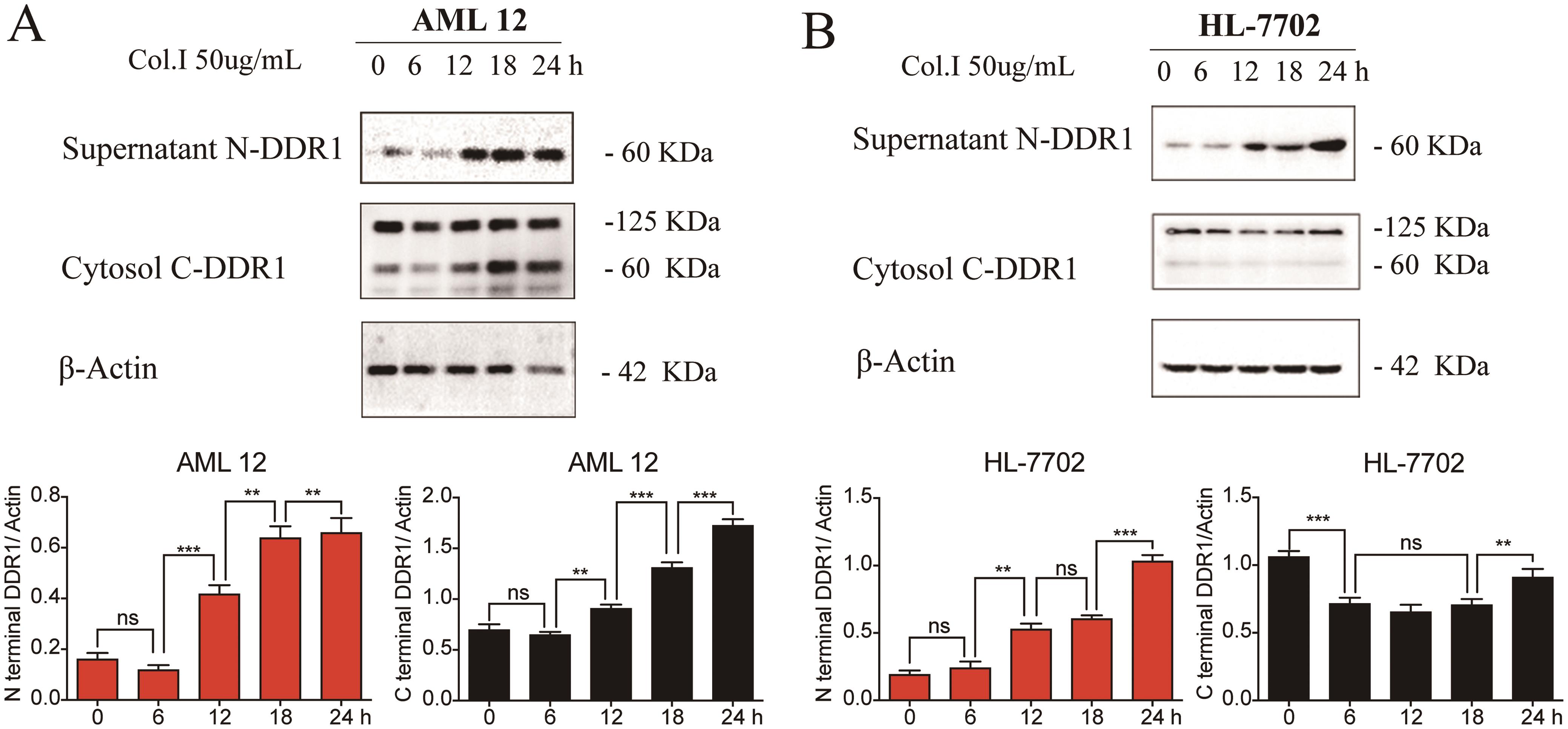 Type I collagen promotes the N-terminal DDR1 shedding in hepatocytes.