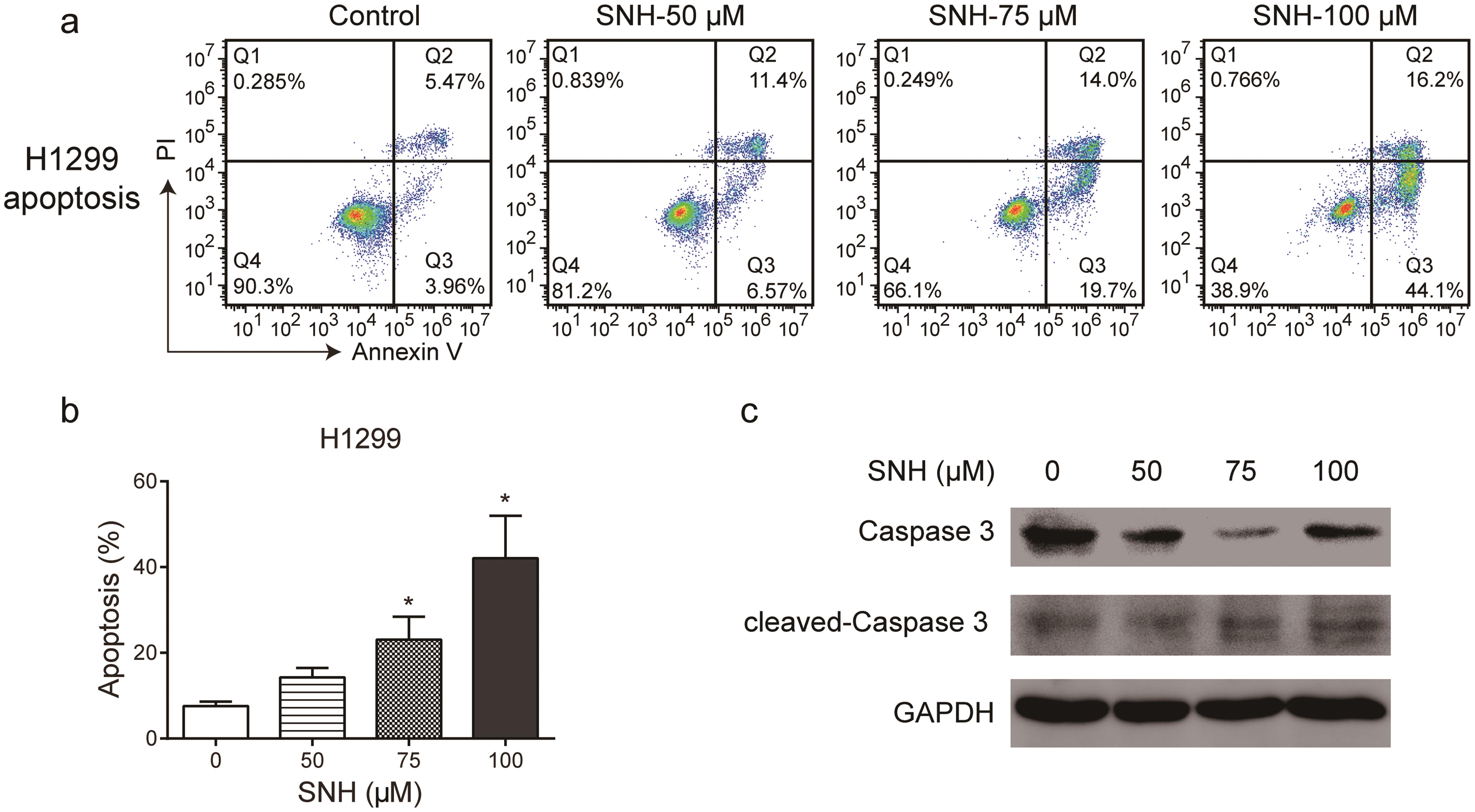SNH induces the apoptosis of H1299 cells: (a) SNH induces the apoptosis of H1299 cells in a dose-dependent manner. Cells were double-stained with Annexin V and PI; Q1 represents necrotic cells, Q2 represents late apoptotic cells, Q3 represents early apoptotic cells, and Q4 represents normal cells; (b) quantitative analysis of SNH-induced apoptotic cells (Q2 + Q3). Data are representative of three independent experiments, *<italic>p</italic><0.05, and (c) SNH significantly increased the expression level of cleaved caspase-3 in H1299 cells.