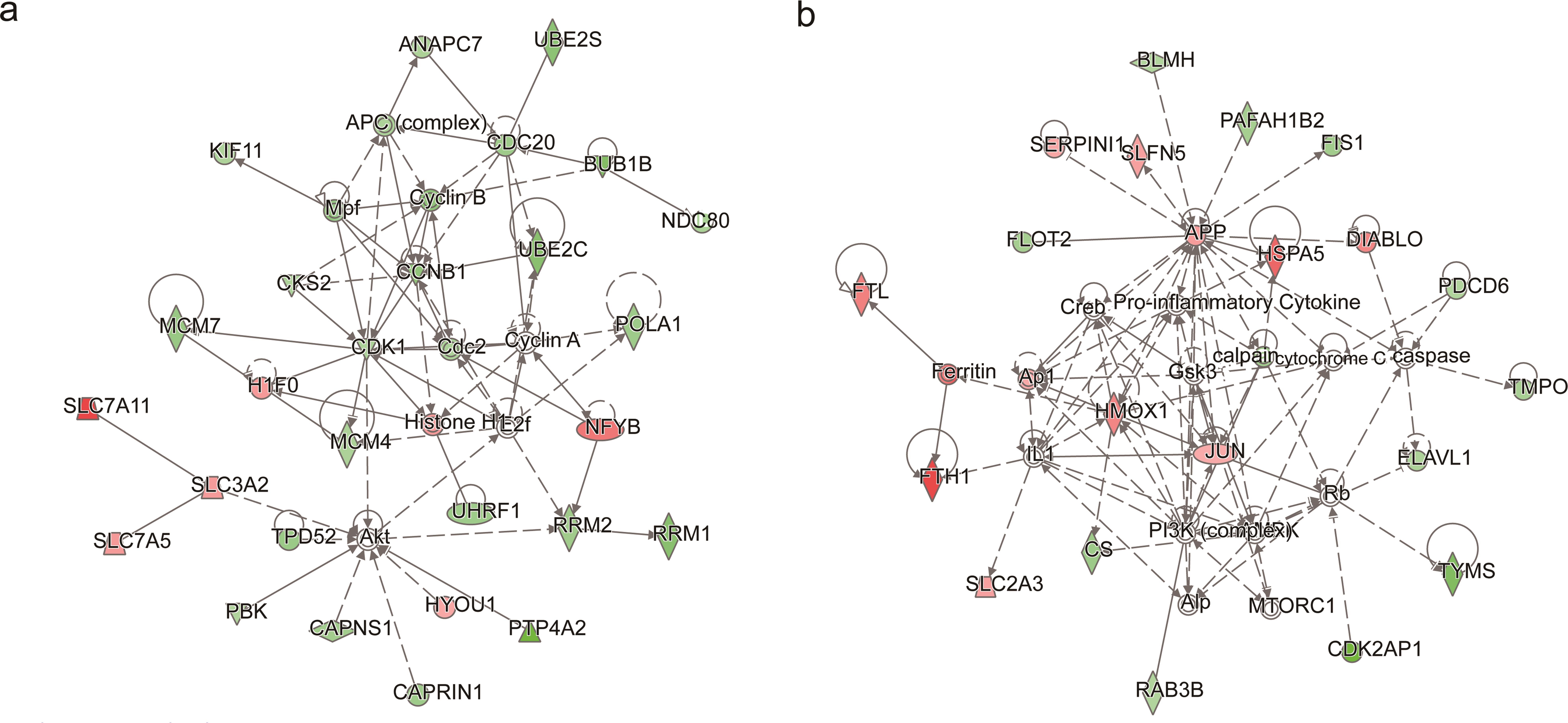 Network analysis of the SNH-regulated proteins: (a) SNH-regulated functional network was associated with the cell cycle, DNA replication, recombination and repair; and (b) SNH-regulated functional network was associated with post-translational modification, protein degradation and molecular transport.