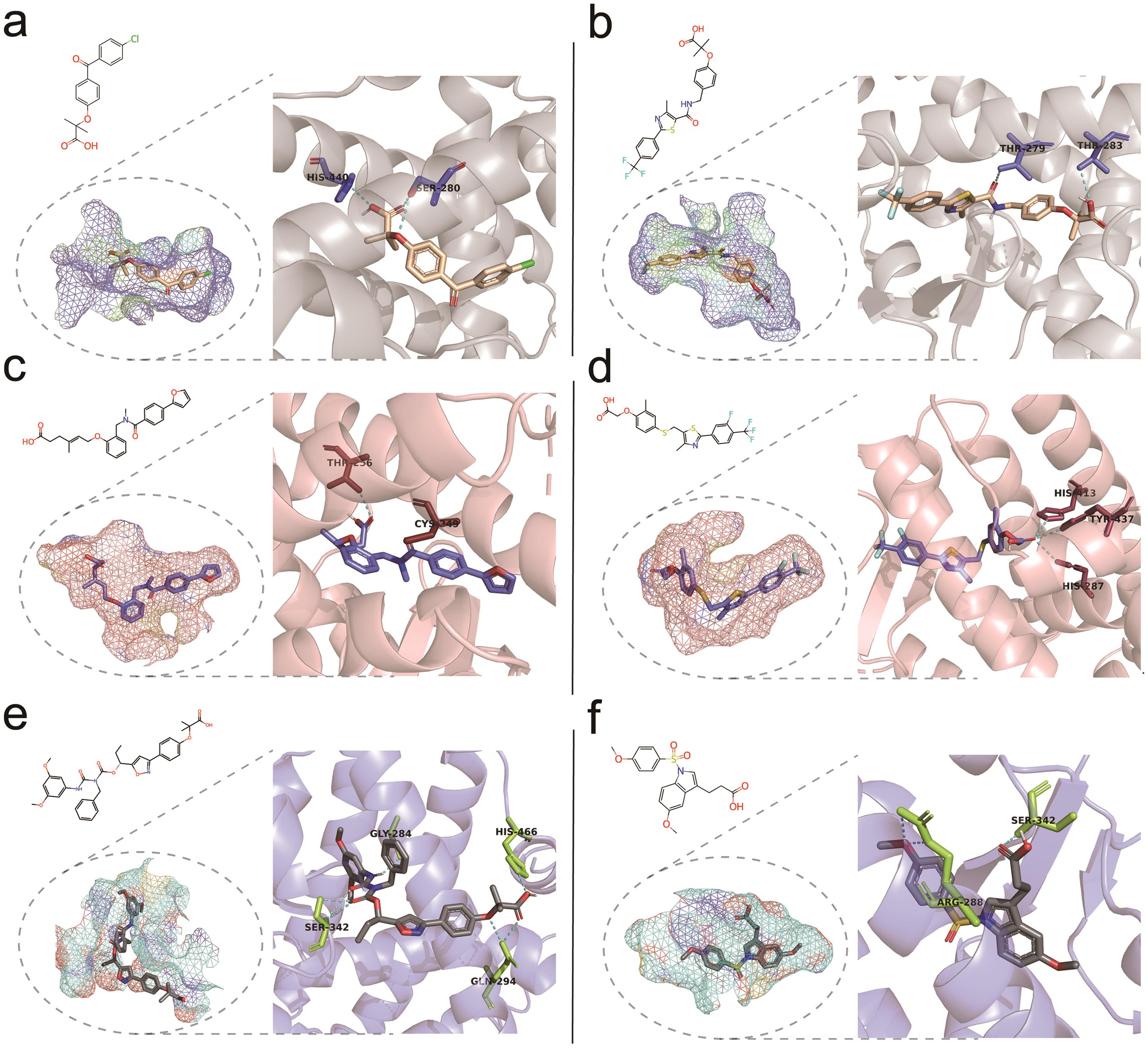 Representative warhead molecules targeting Peroxisome proliferator-activated receptors (PPAR) and their 2D, 3D interactions.