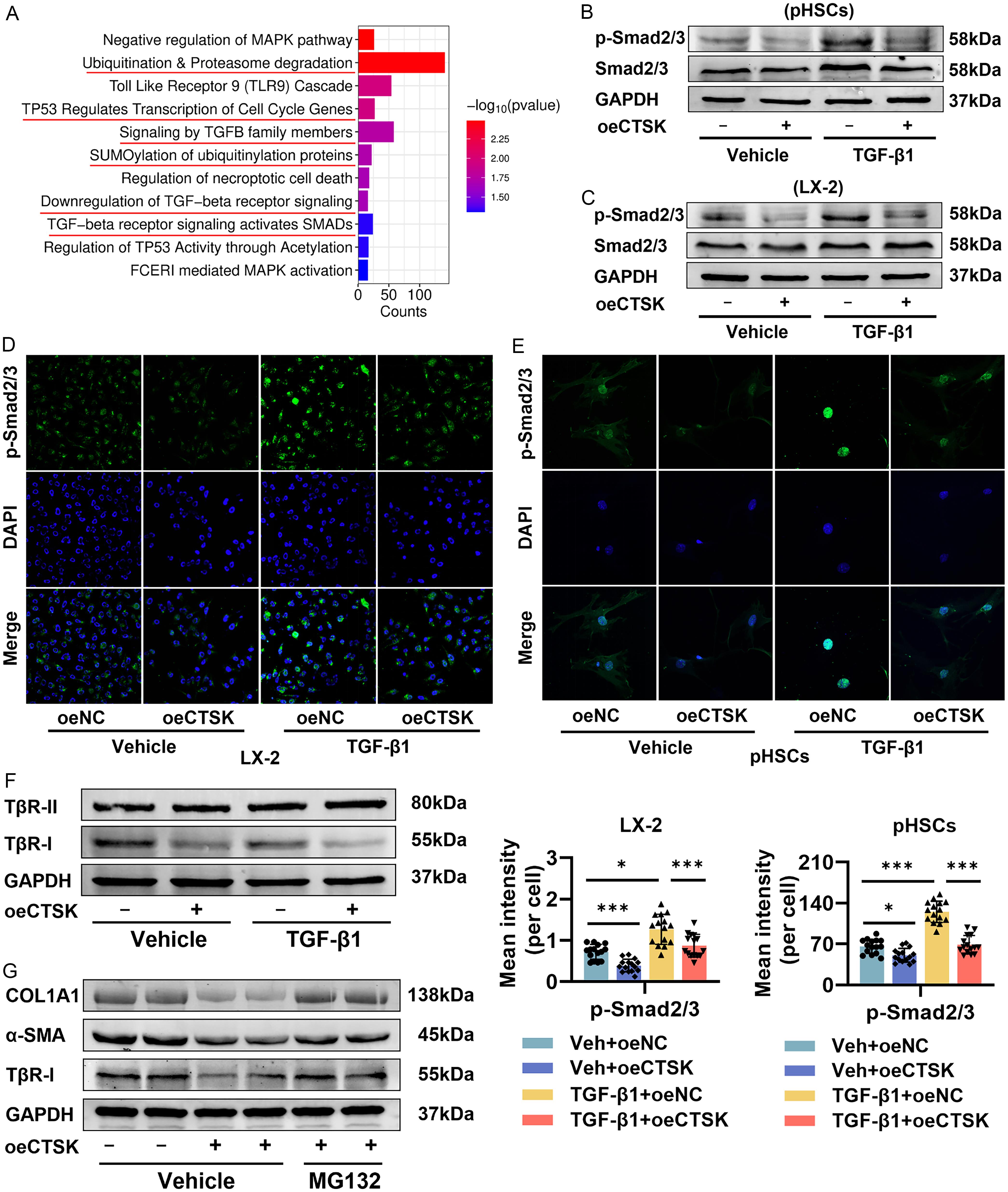 Effects of CTSK overexpression on the TGF-β/Smad pathway.