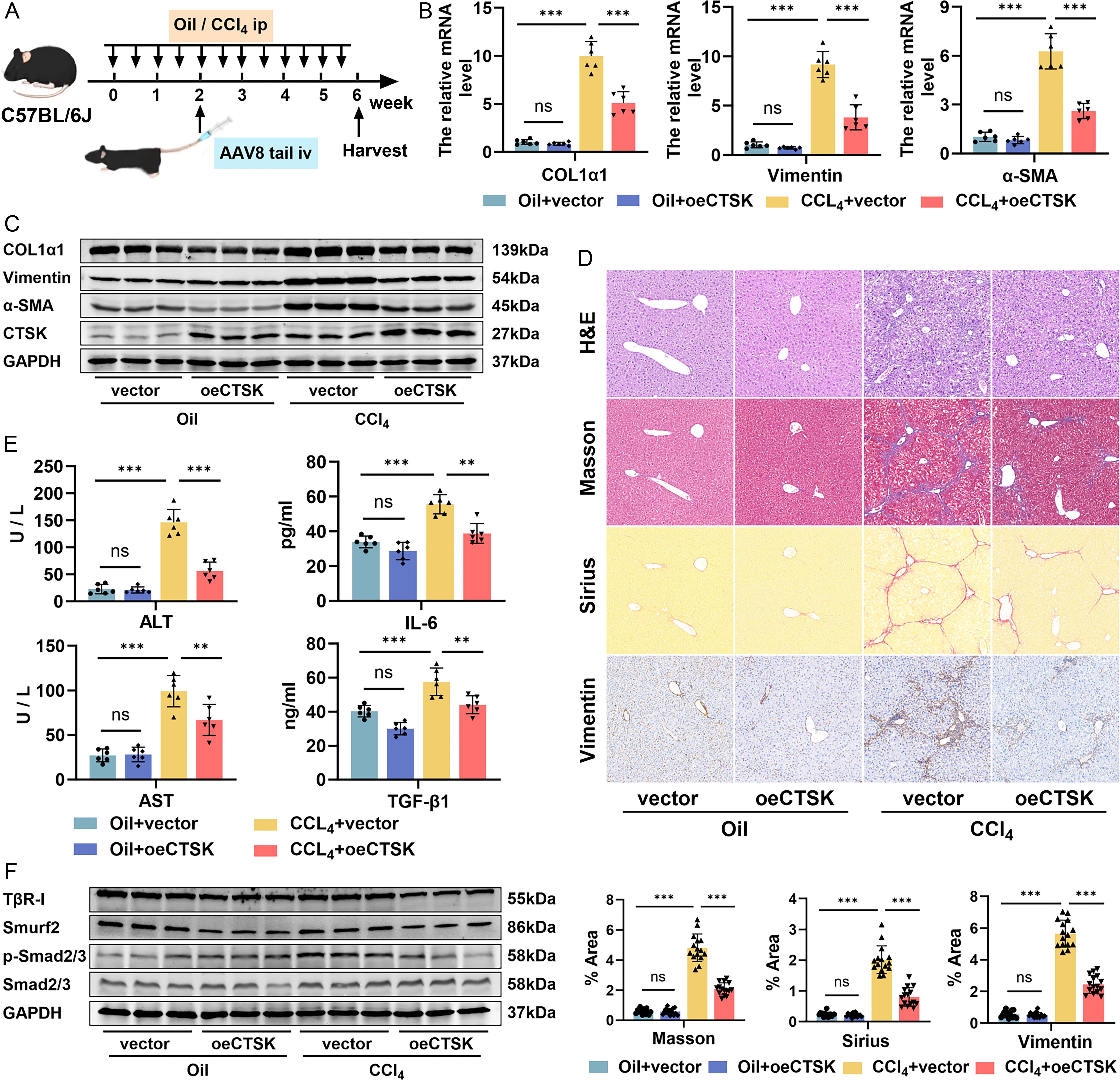 Analysis of CCl<sub>4</sub>-induced liver fibrosis in mice overexpressing CTSK.