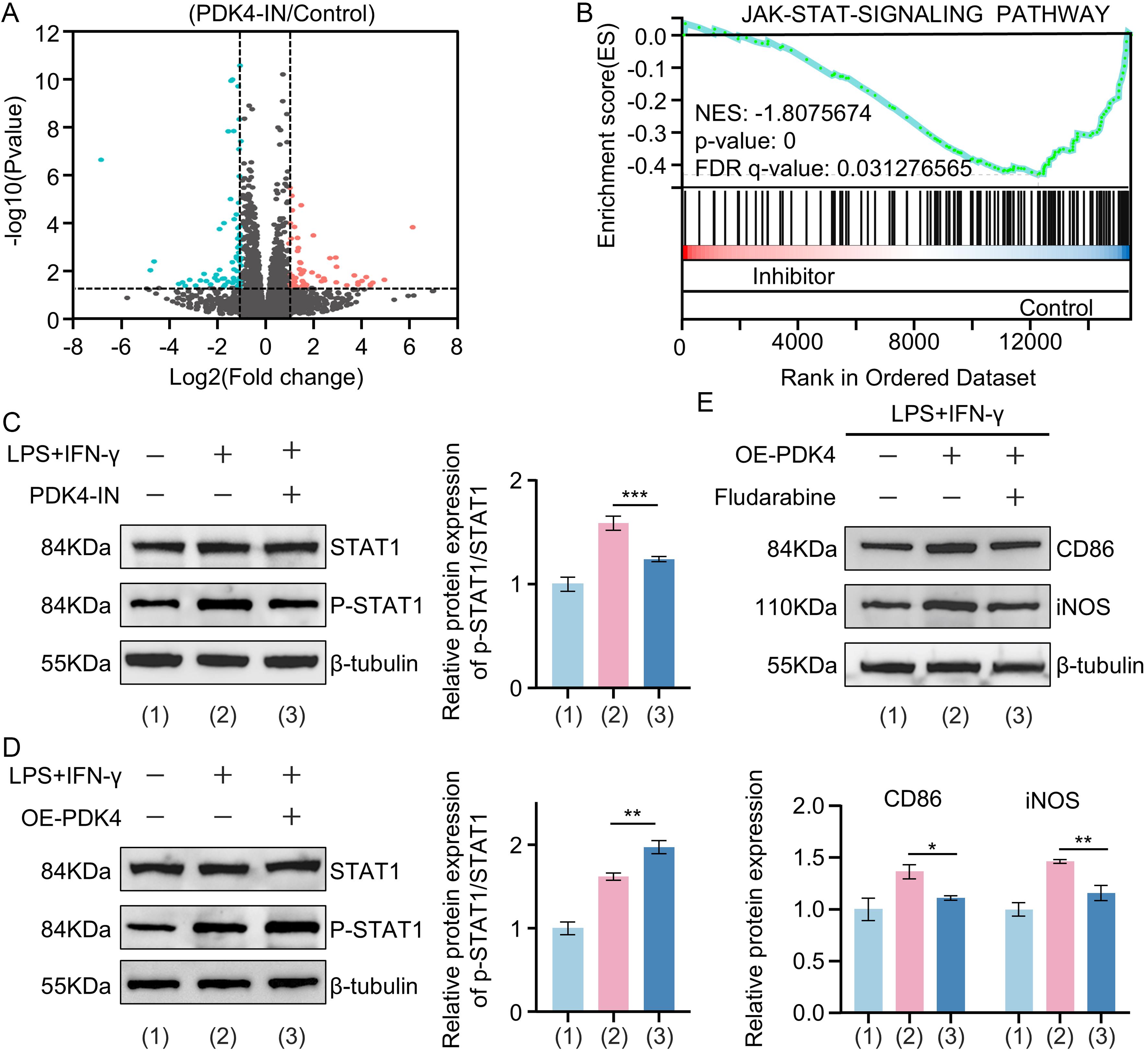 Effects of PDK4 inhibition or overexpression on STAT1 phosphorylation and M1 polarization in macrophages.