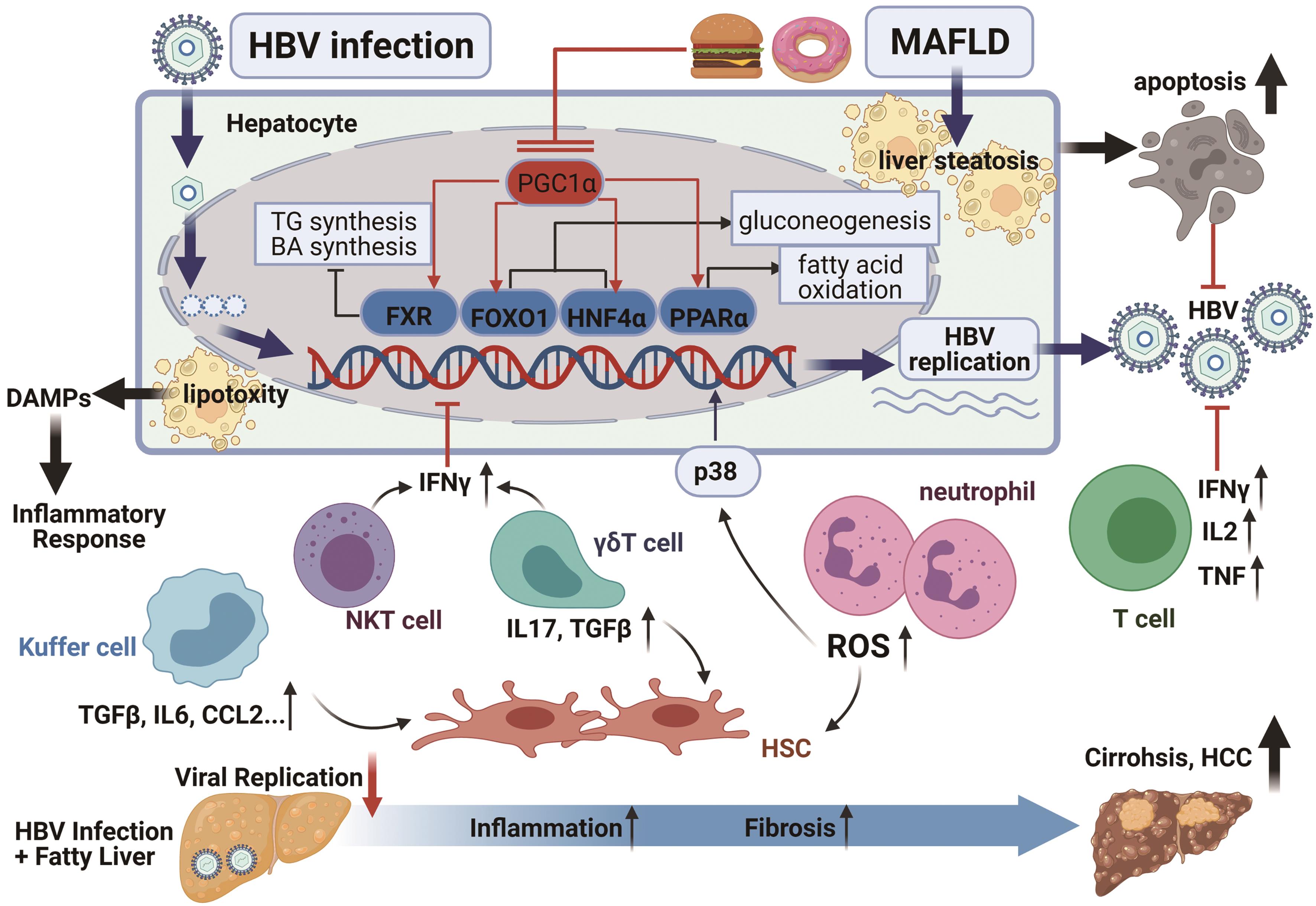 Potential mechanisms underlying the impact of liver steatosis on HBV infection and disease progression.