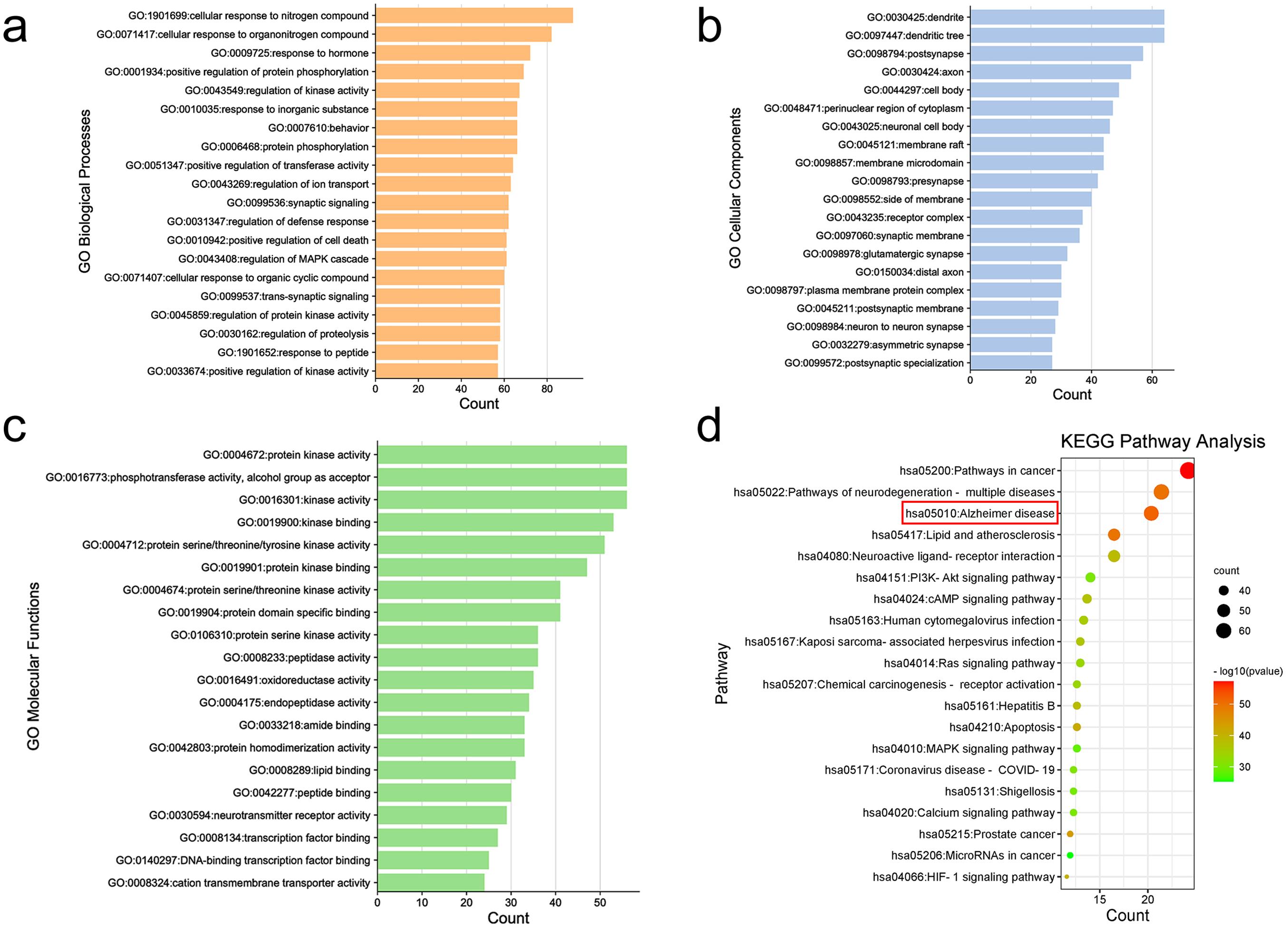 Gene Ontology and Kyoko Encyclopedia of Genes and Genomes enrichment analysis of potential targets for Wuling capsule in the treatment of Alzheimer’s disease.