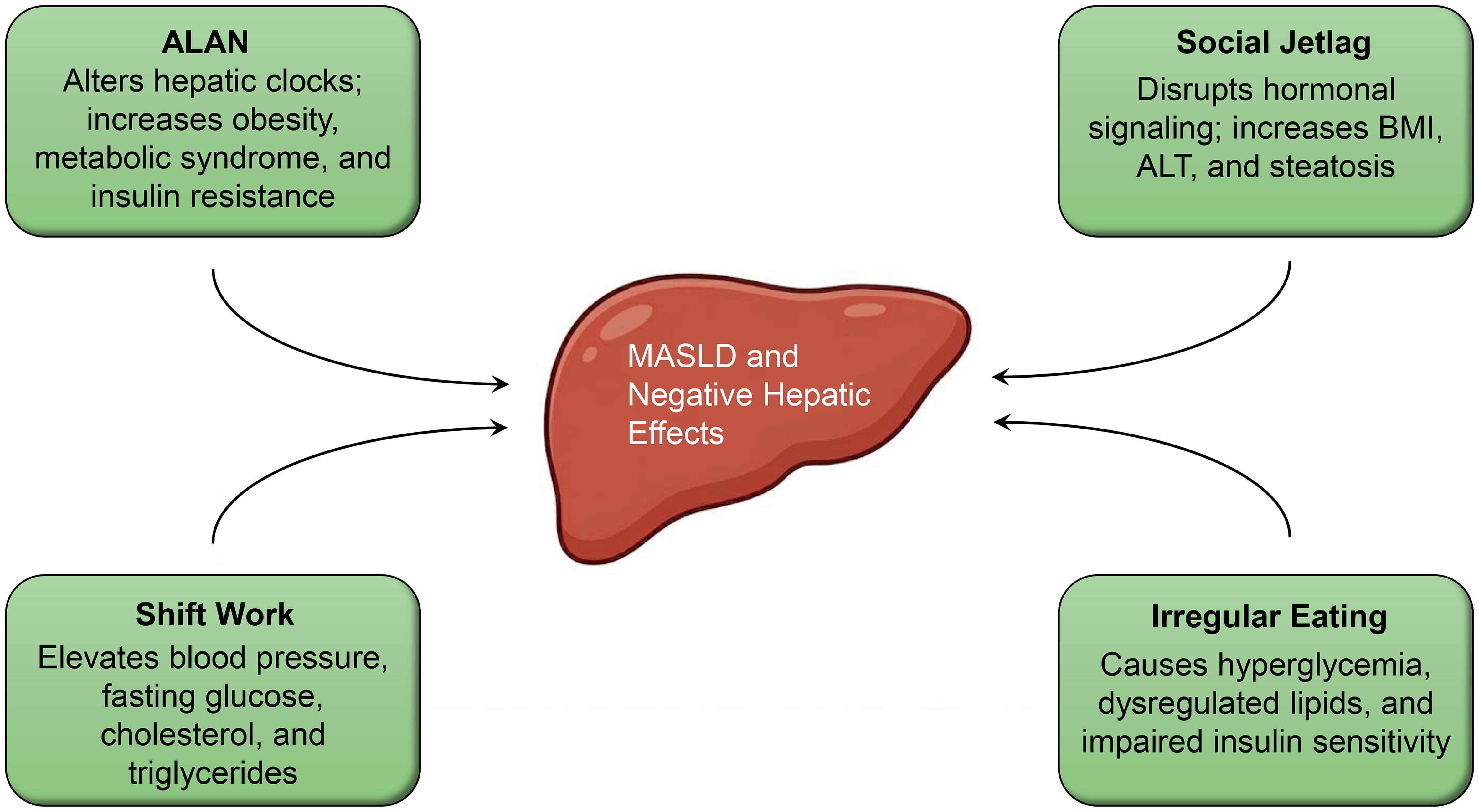 Circadian misalignment as a driver of metabolic dysfunction–associated steatotic liver disease (MASLD) pathophysiology.
