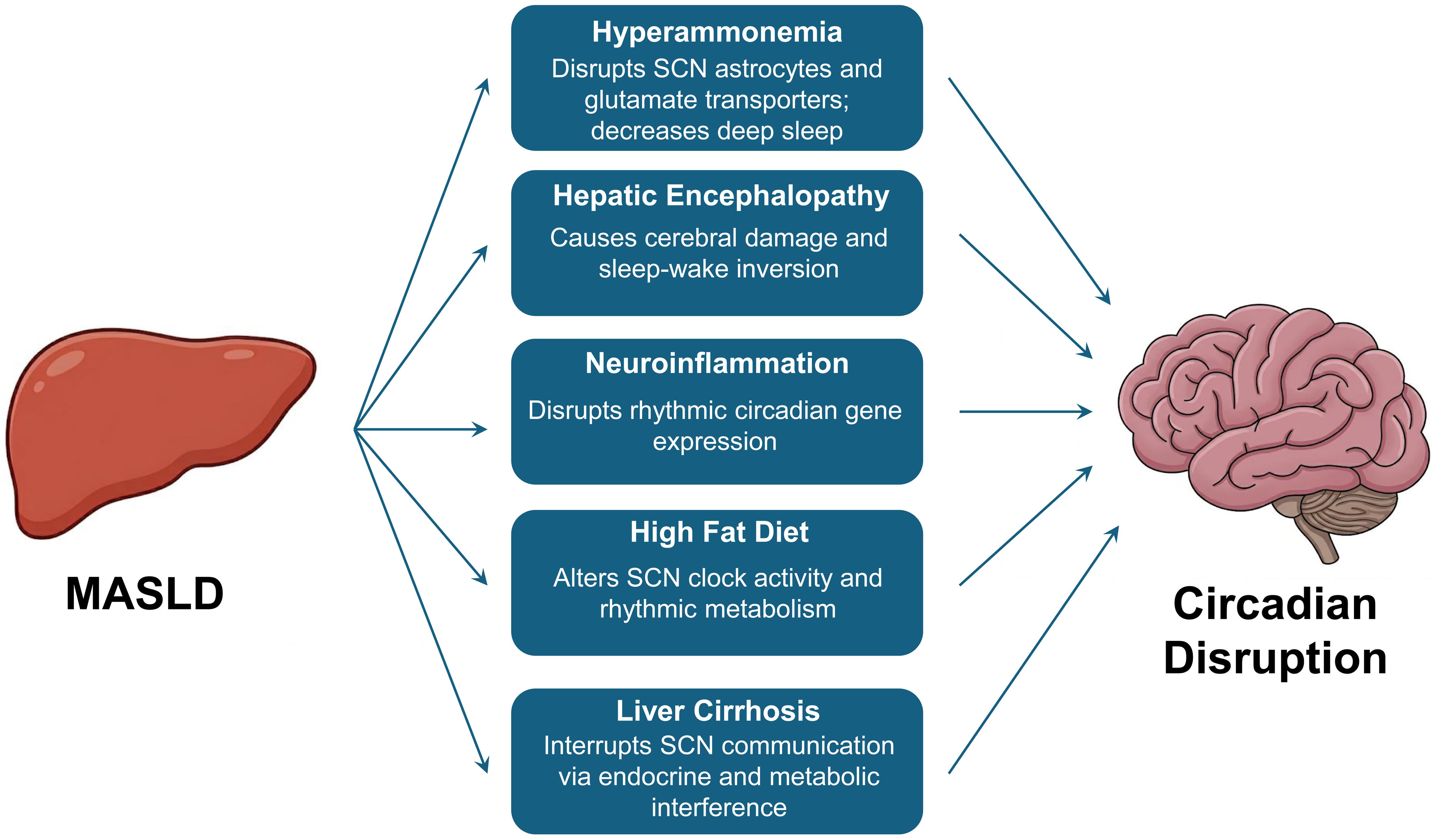 The pathophysiological axis of metabolic dysfunction–associated steatotic liver disease (MASLD)-induced circadian disruption.