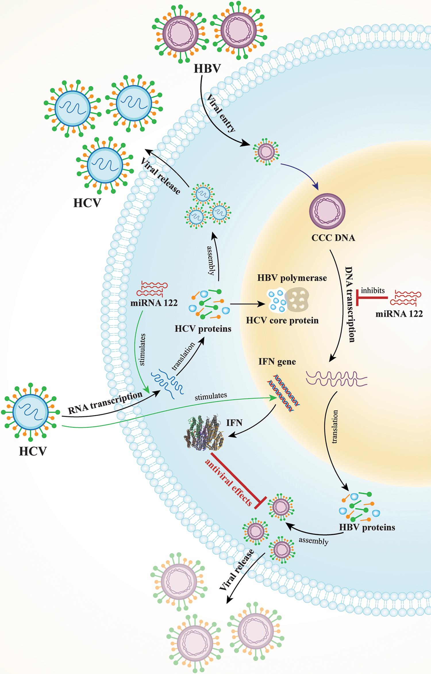 A depiction of three proposed mechanisms of HCV suppression of HBV replication.