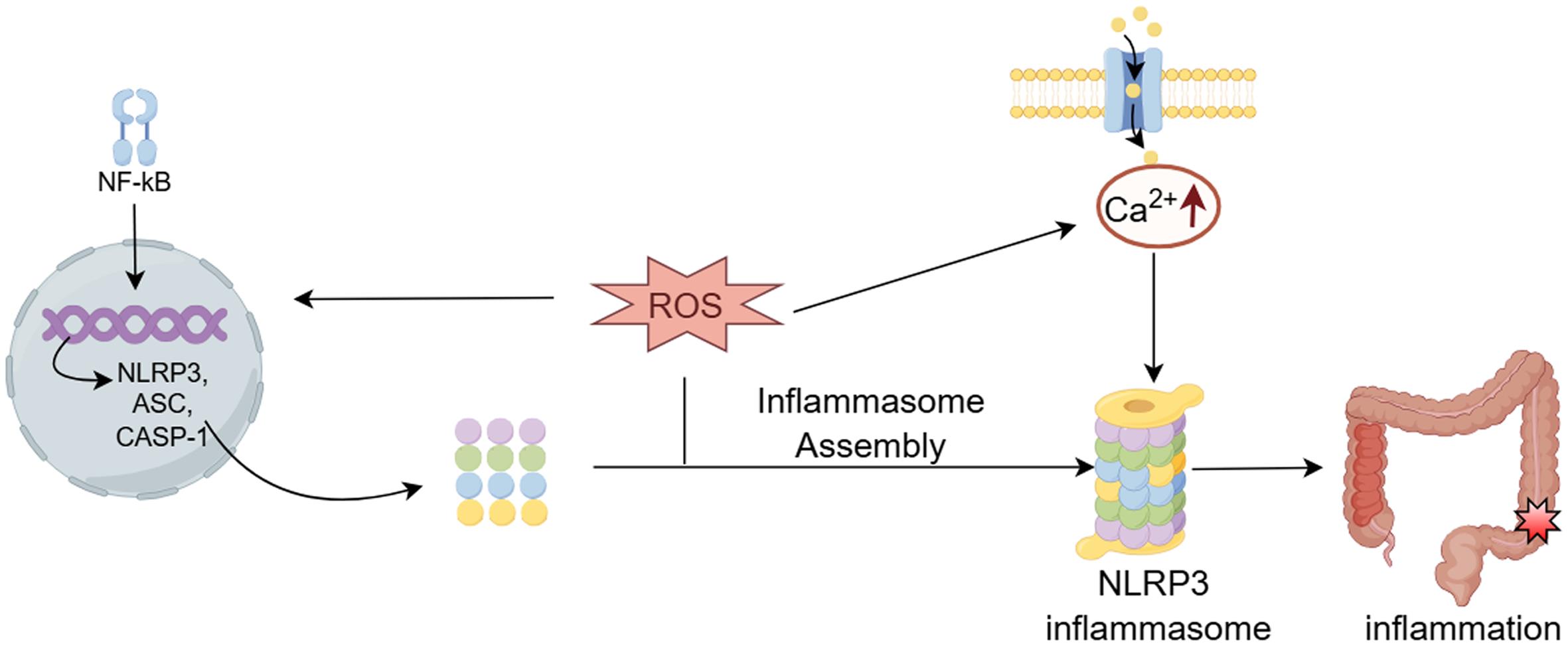 Reactive oxygen species (ROS) is involved in the activation of NOD-like receptor protein 3 (NLRP3) inflammasomes.