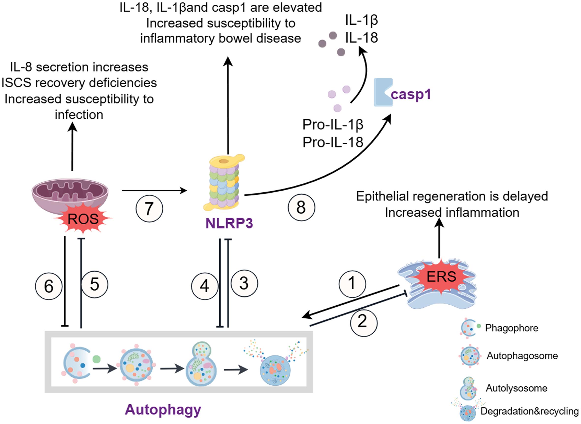 Interaction mechanisms of intestinal epithelial cell autophagy with other biological processes in IBD.