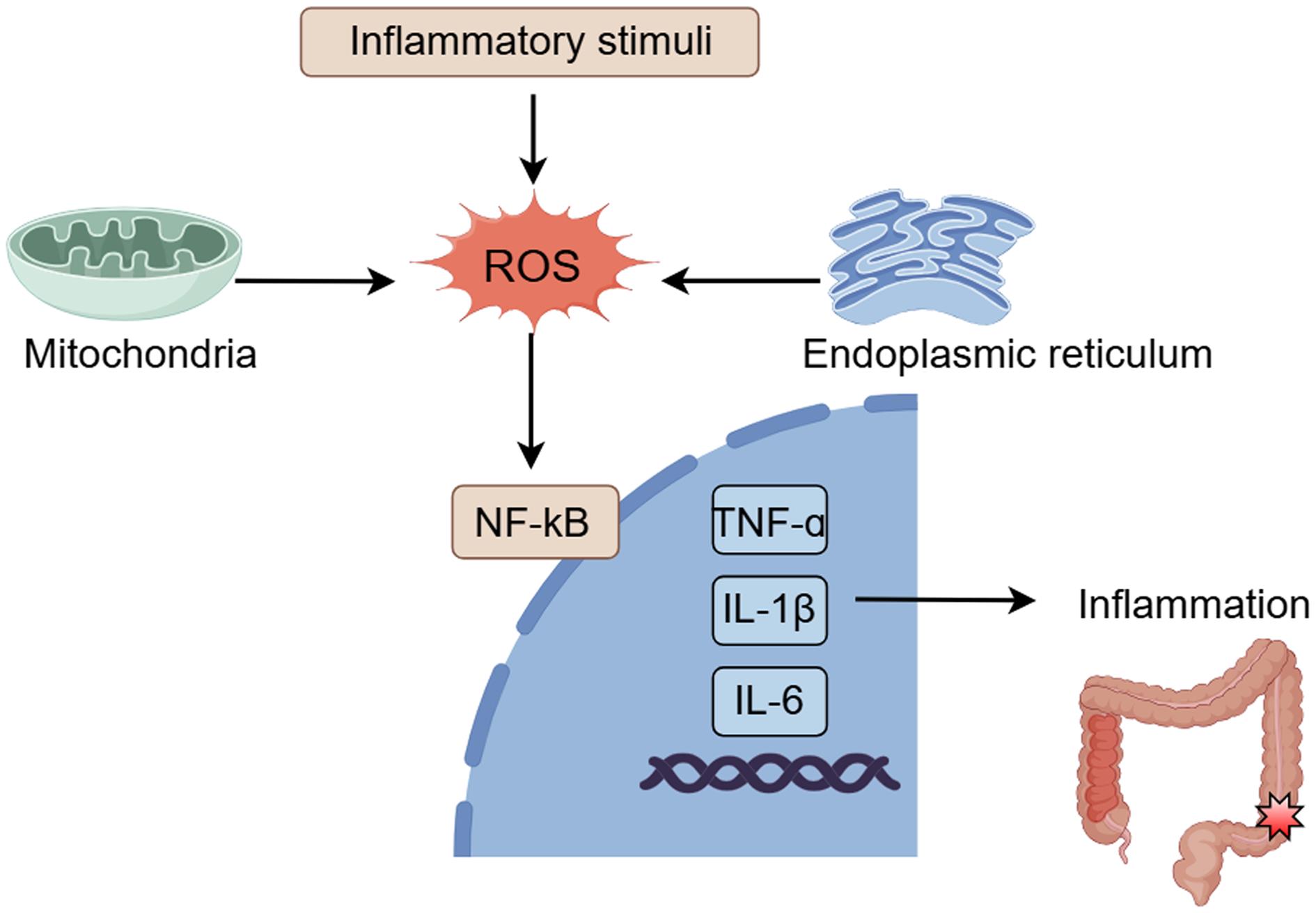 ROS contribute to the pathogenesis of IBD: Mitochondria and the endoplasmic reticulum are the primary sources of ROS, which activate genes that stimulate NF-κB to serially bind to specific DNA and trigger inflammatory mediators (e.g., TNF-α, IL-6, and IL-1).