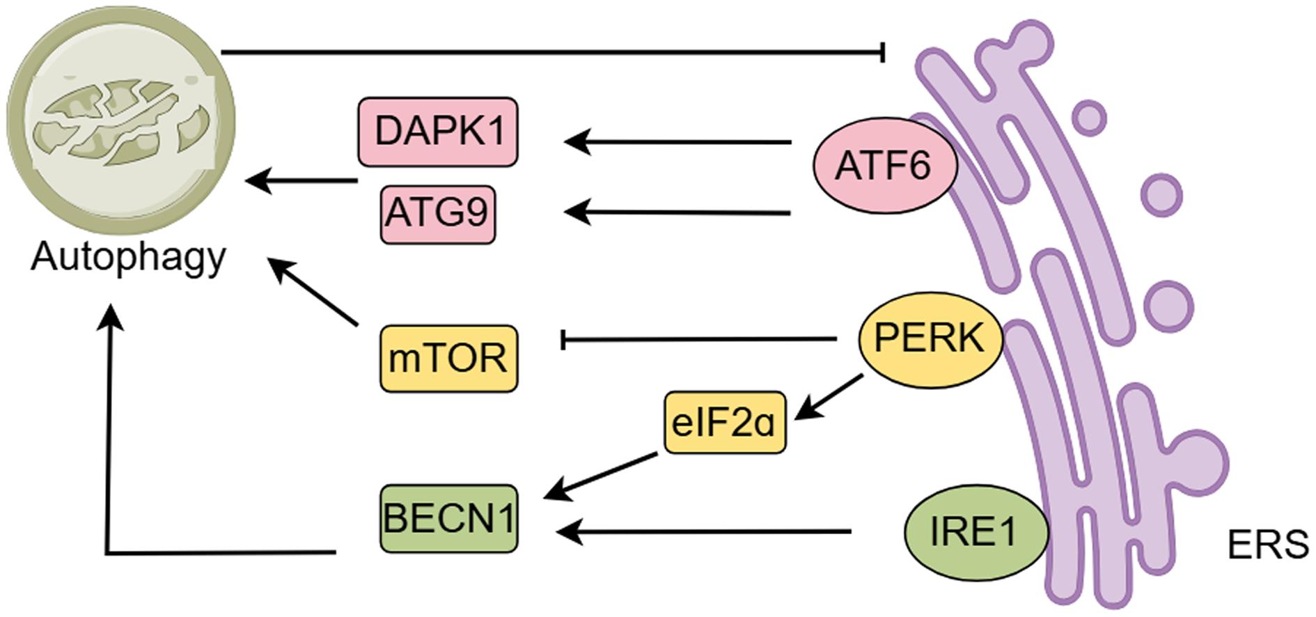 Endoplasmic reticulum stress affects autophagy through the PKR-like endoplasmic reticulum kinase (PERK), inositol-requiring enzyme 1 (IRE1), and ATF6 signaling pathways: ATF6 binds to specific DNA sequences, upregulates Atg9 and death-associated protein kinase 1 (DAPK1), and activates autophagy.