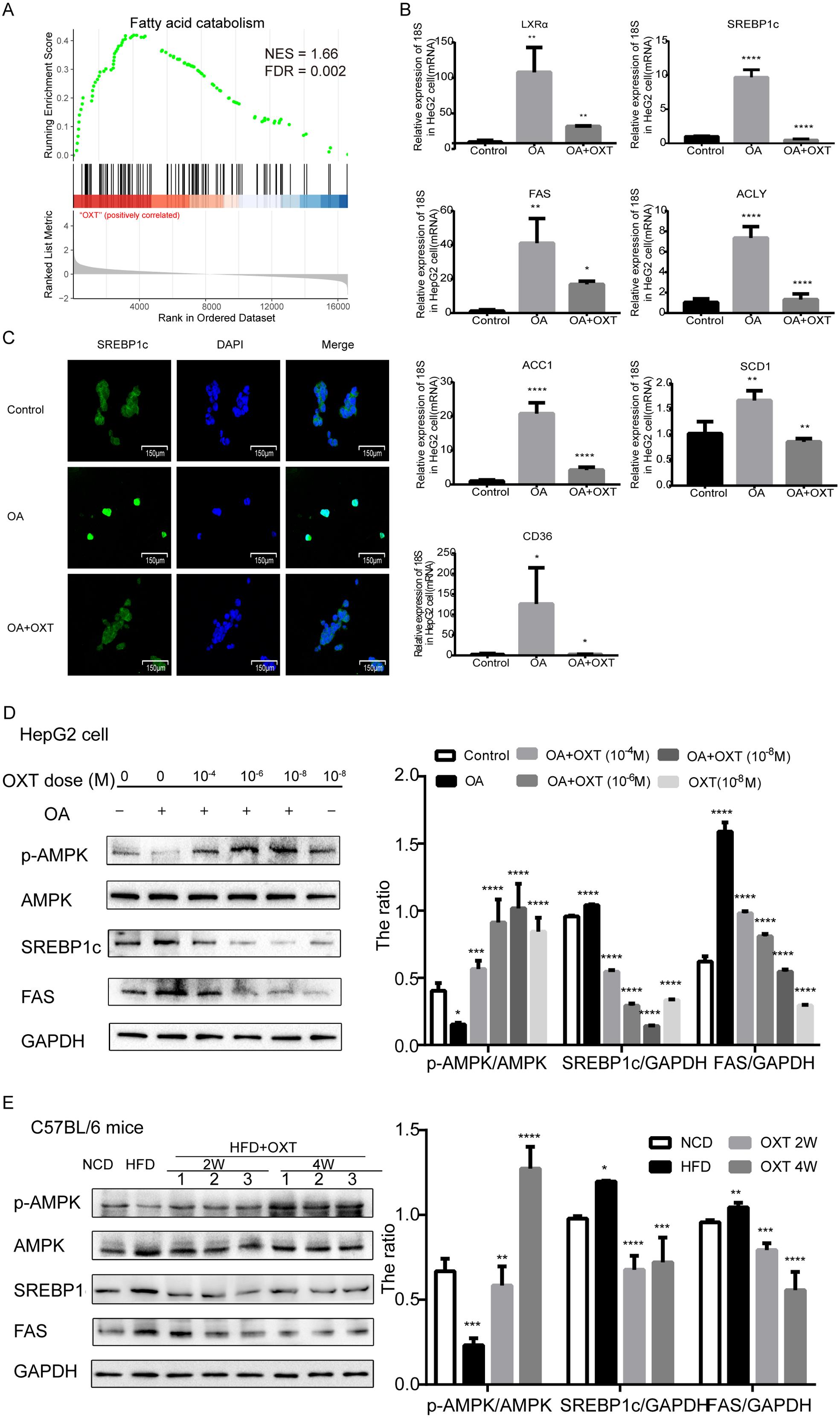 OXT regulates lipid metabolism via the AMPK signaling pathway.