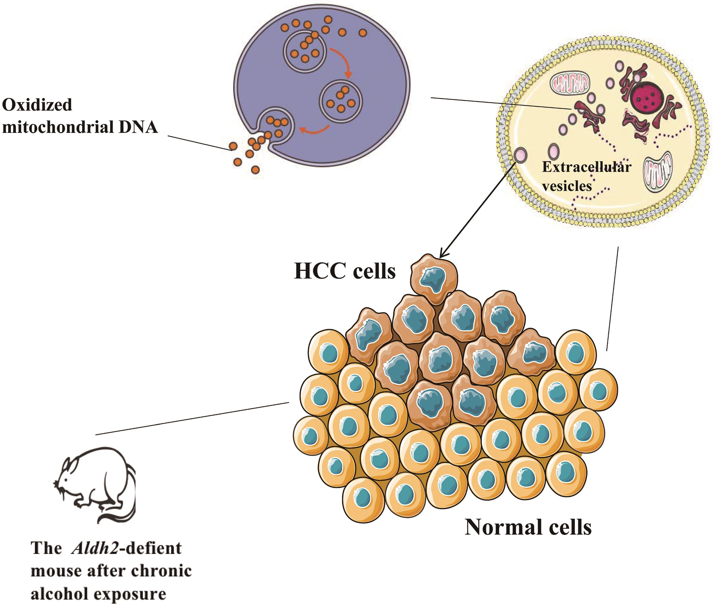 Effect of ALDH2 on HCC cells.