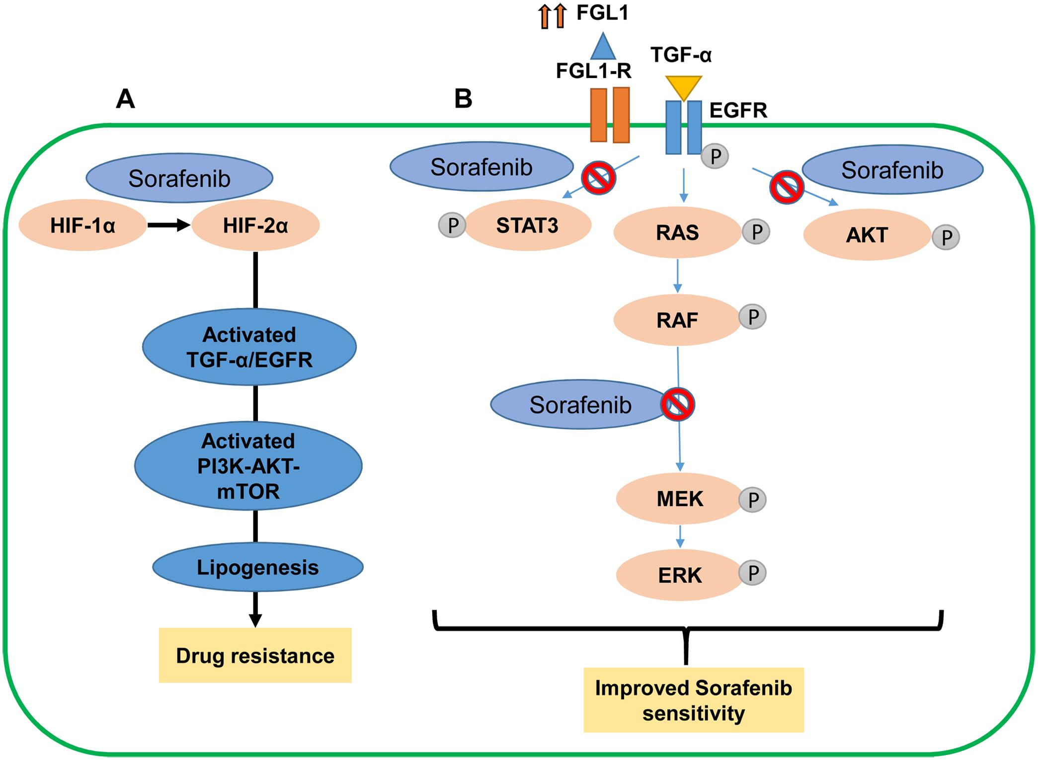Impact of FGL1 expression on sorafenib sensitivity in hepatocellular carcinoma.