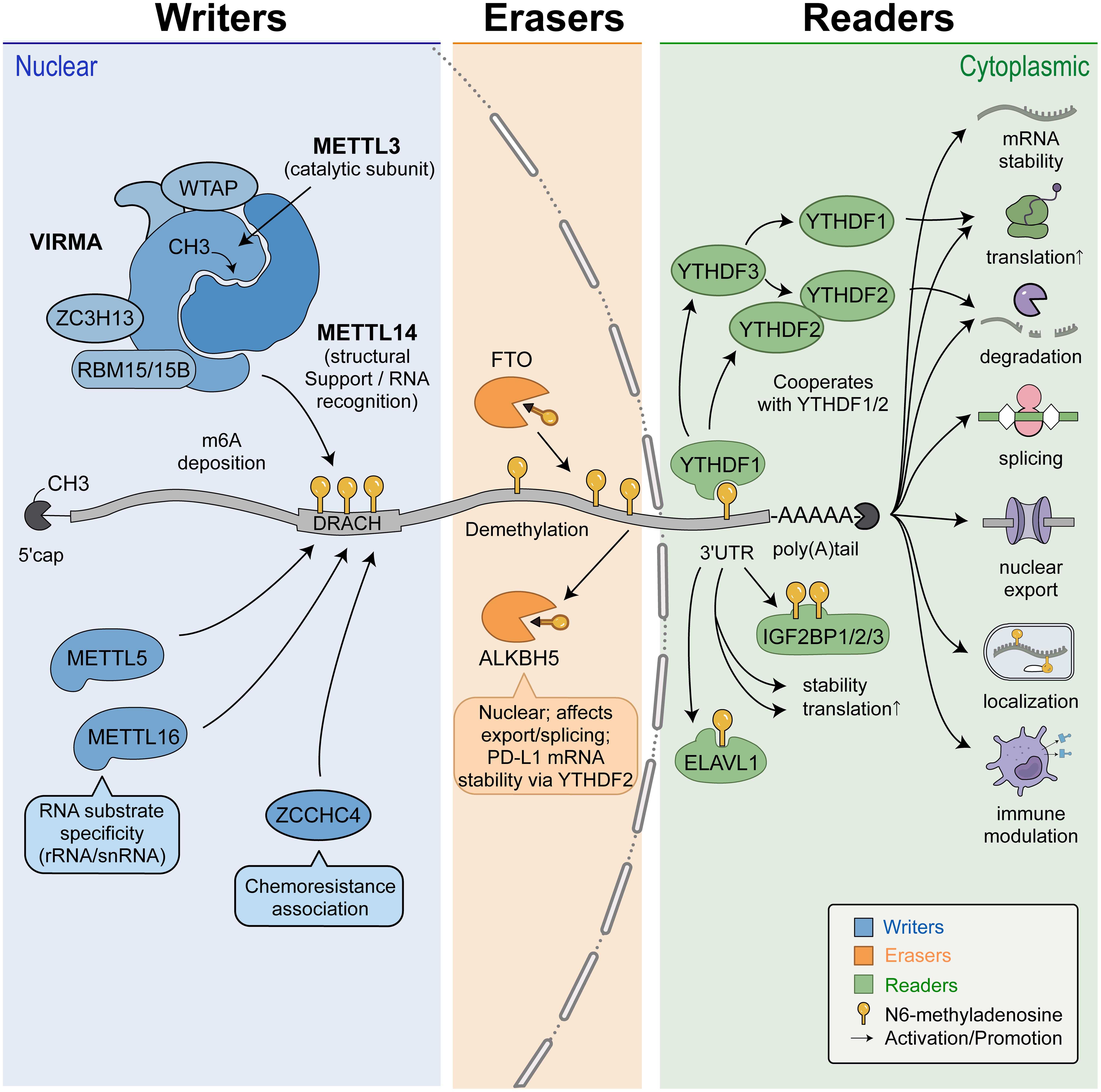 Core regulatory machinery of m6A RNA modification.