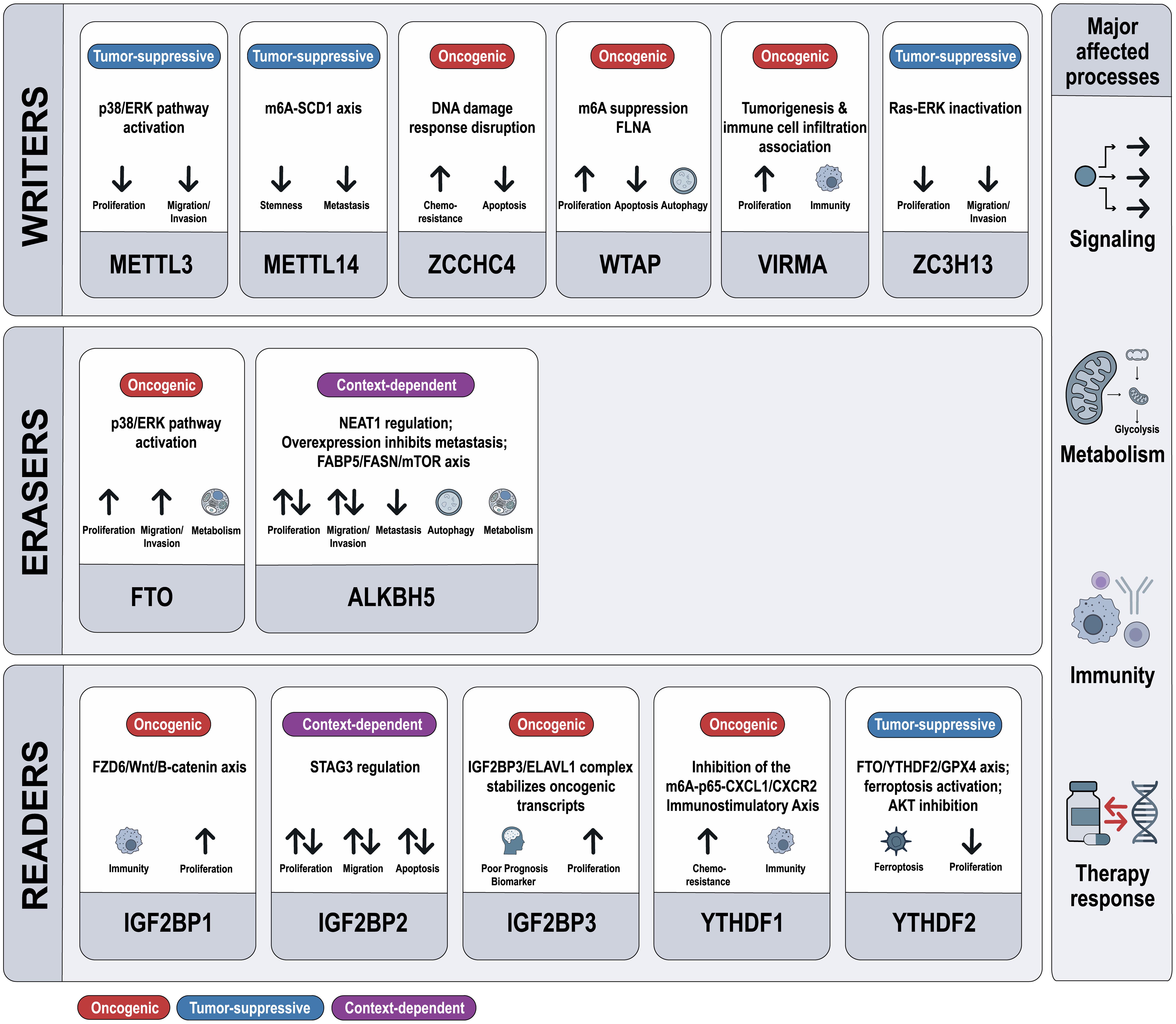 Functional classification and key targets of core m6A regulatory proteins in CRC.