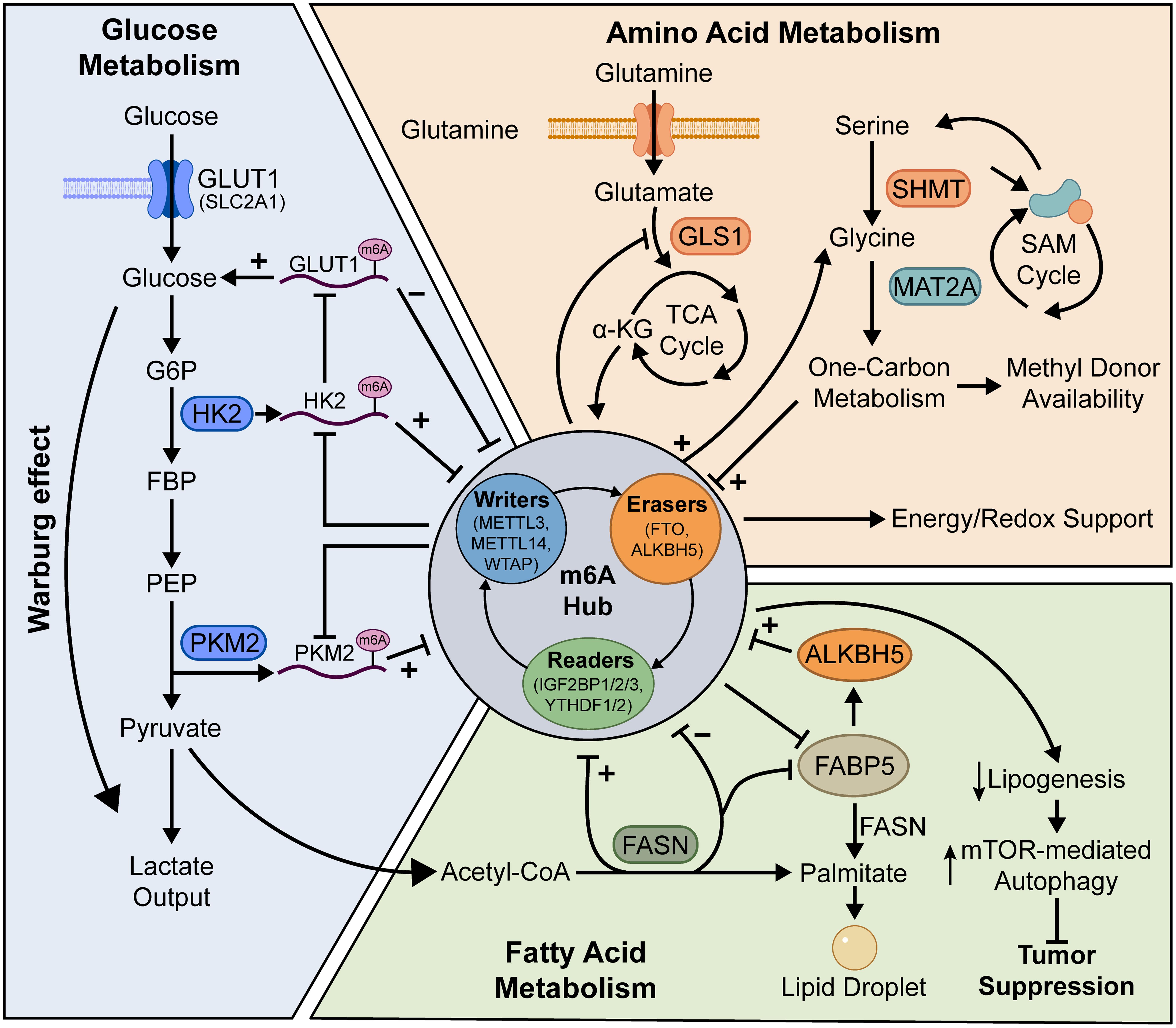 Comprehensive m6A-mediated regulatory network of metabolic reprogramming in CRC.