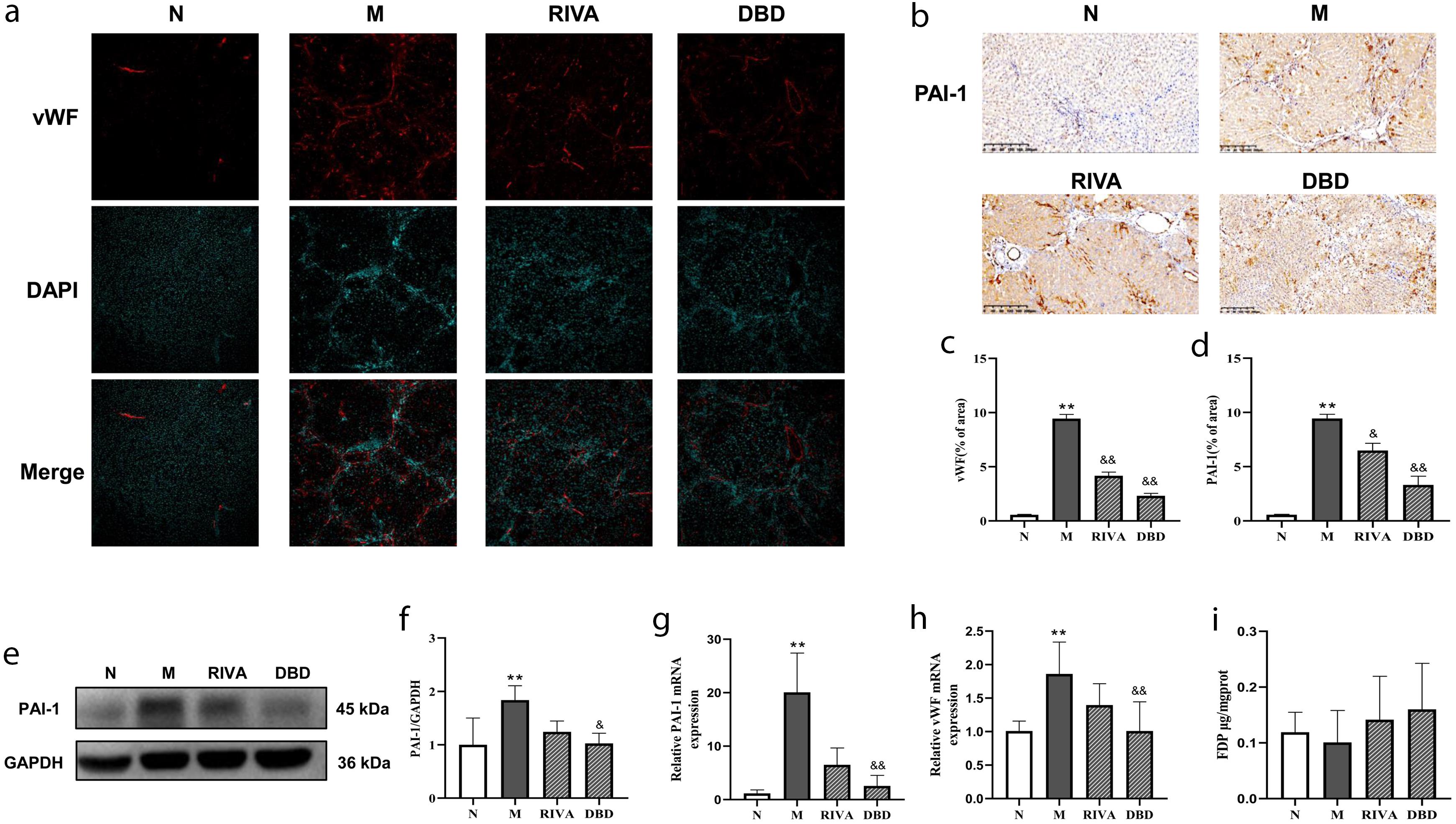 DBD attenuated vascular injury and inhibited PAI-1 expression in model rats.