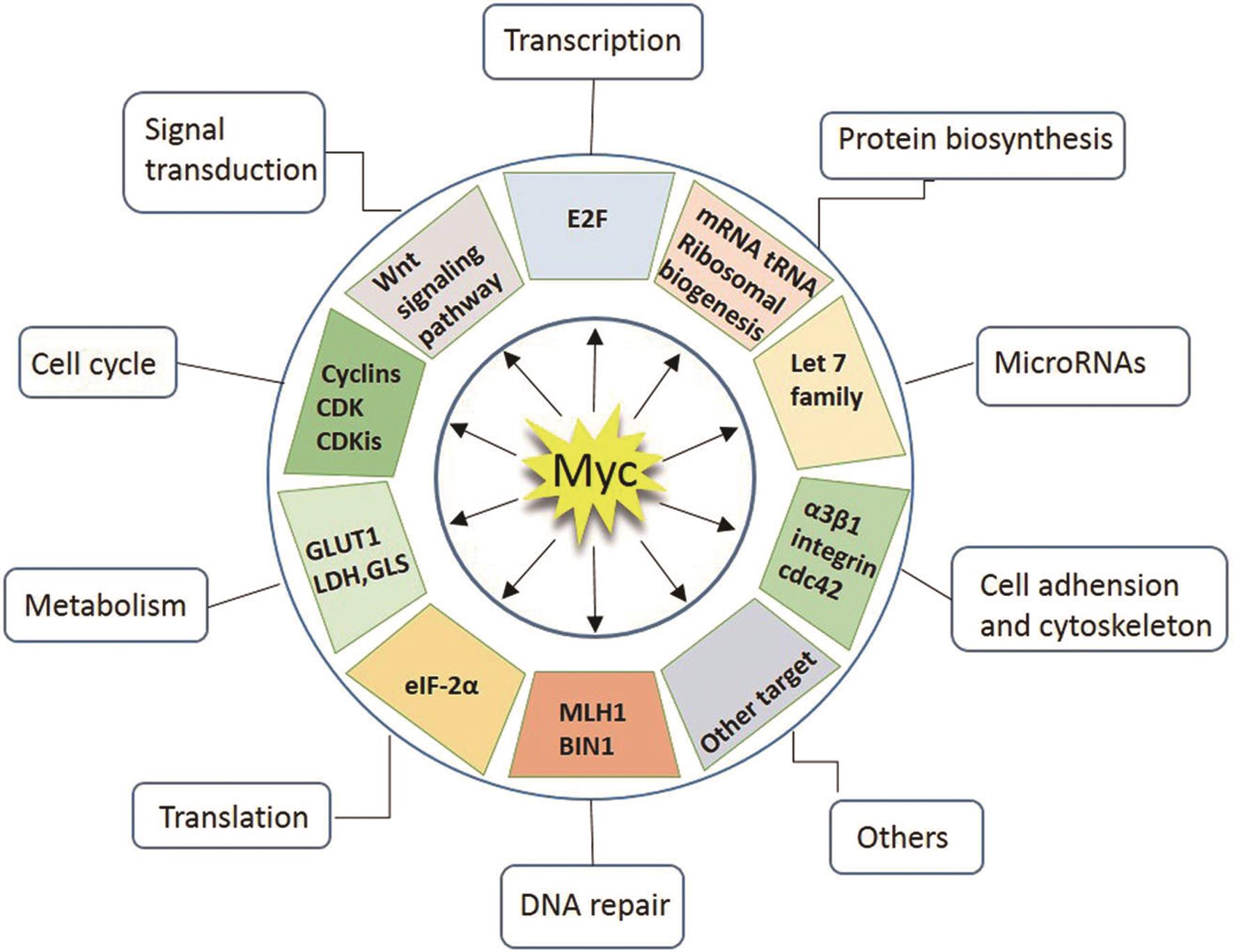 Spectrum of cellular functions regulated by MYC.