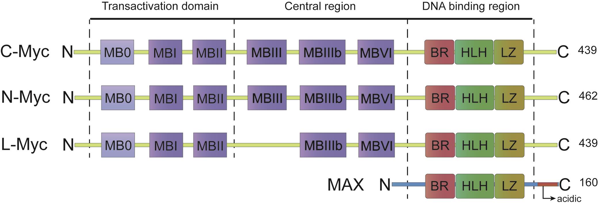 Structure of MYC proteins and MAX.
