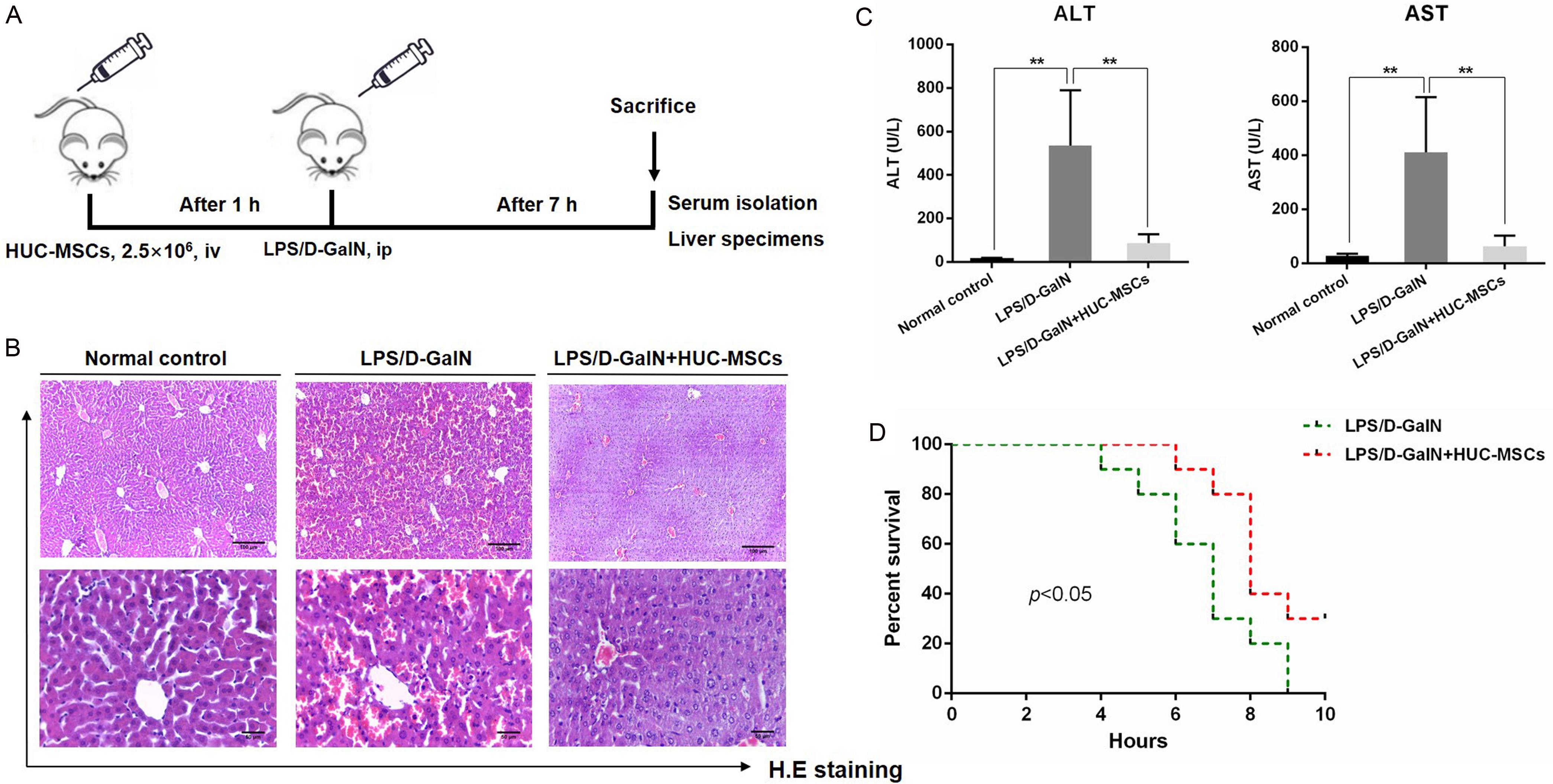 The hUC-MSCs treatment alleviated liver injury in LPS/D-GalN-induced ALF.