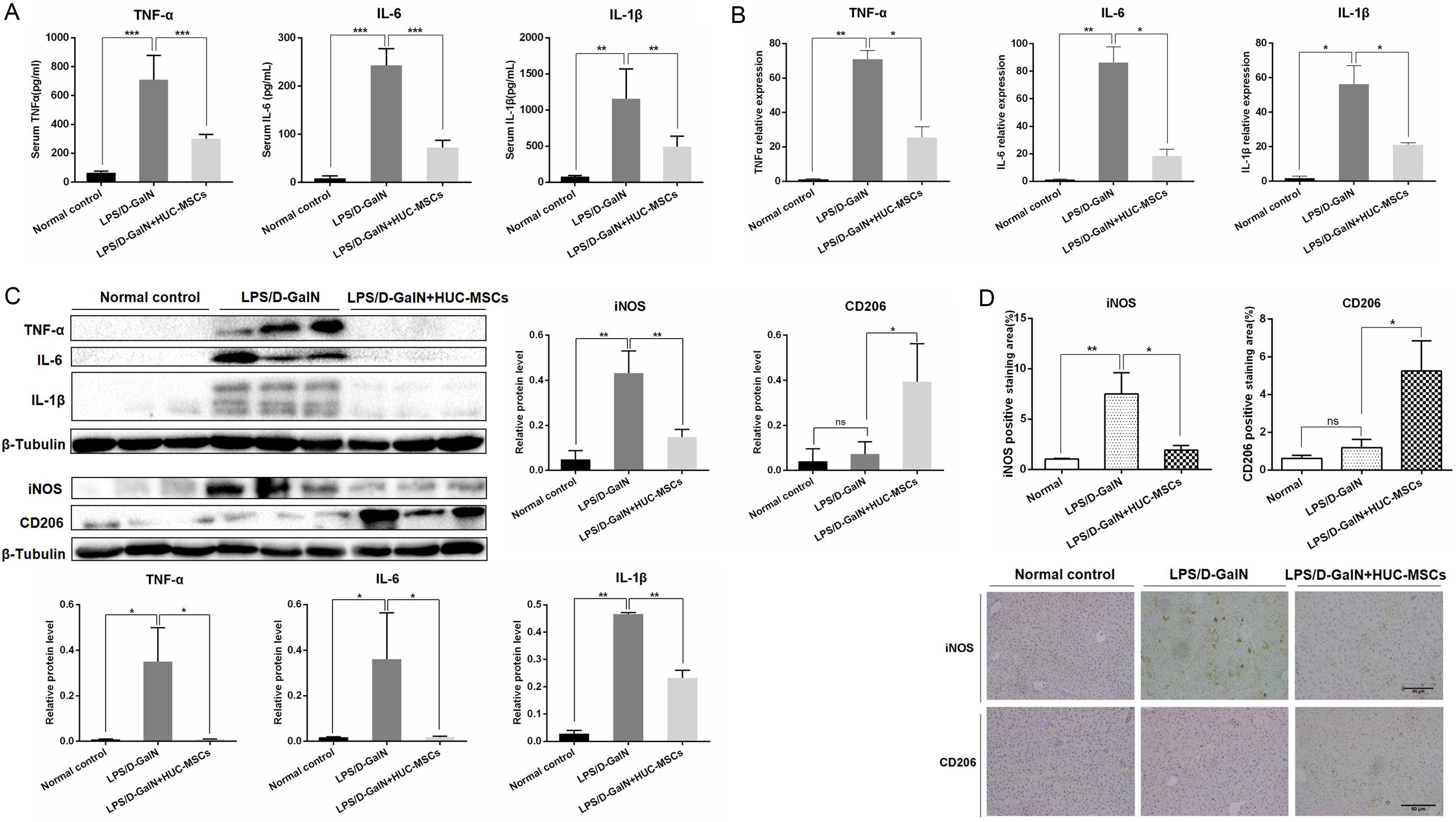 The hUC-MSCs co-culture reduced inflammatory cytokine levels and regulated the macrophage phenotype.