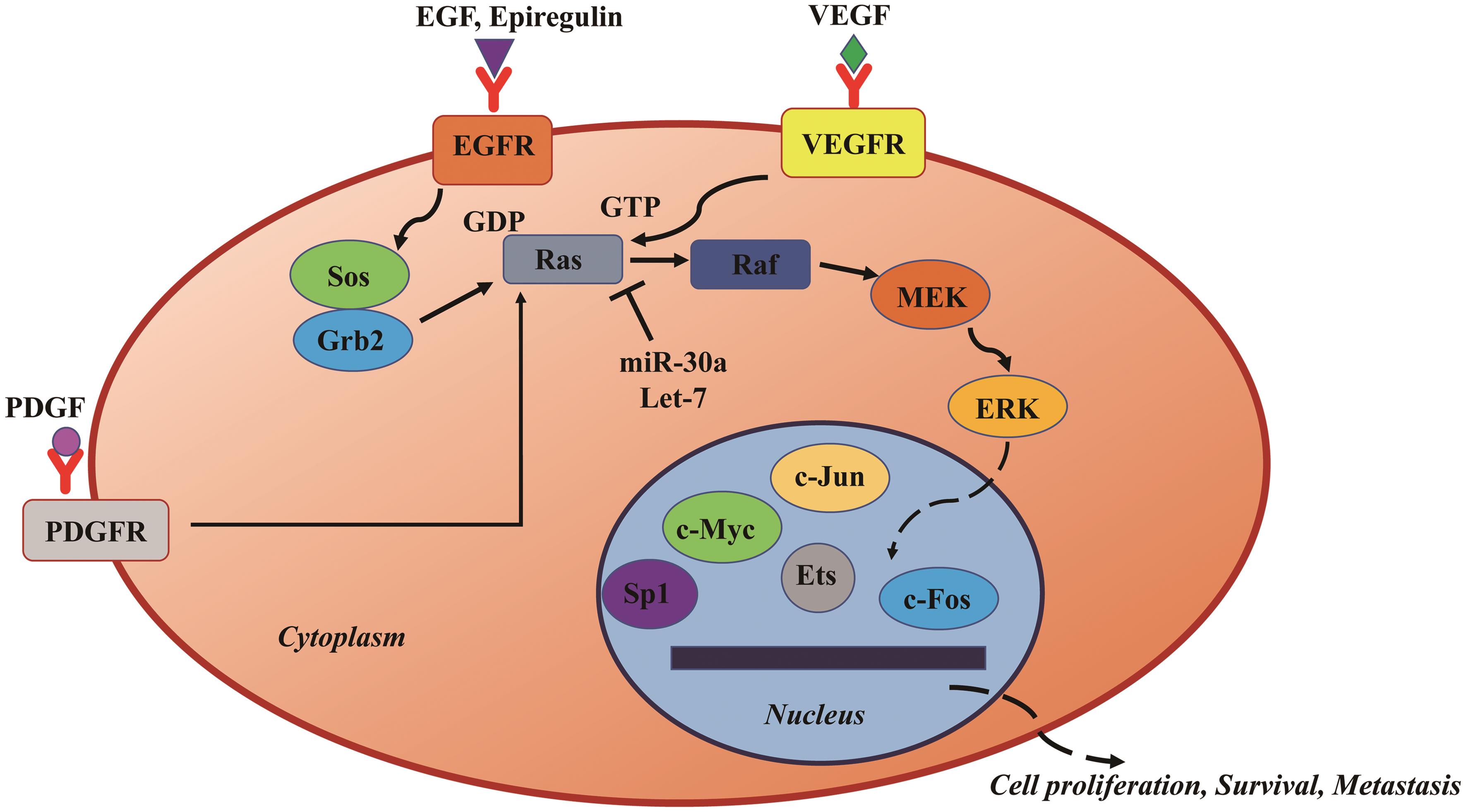 Activation of the most important Ras/Raf/MEK/ERK signaling cascade in HCC through growth factors and hormones.