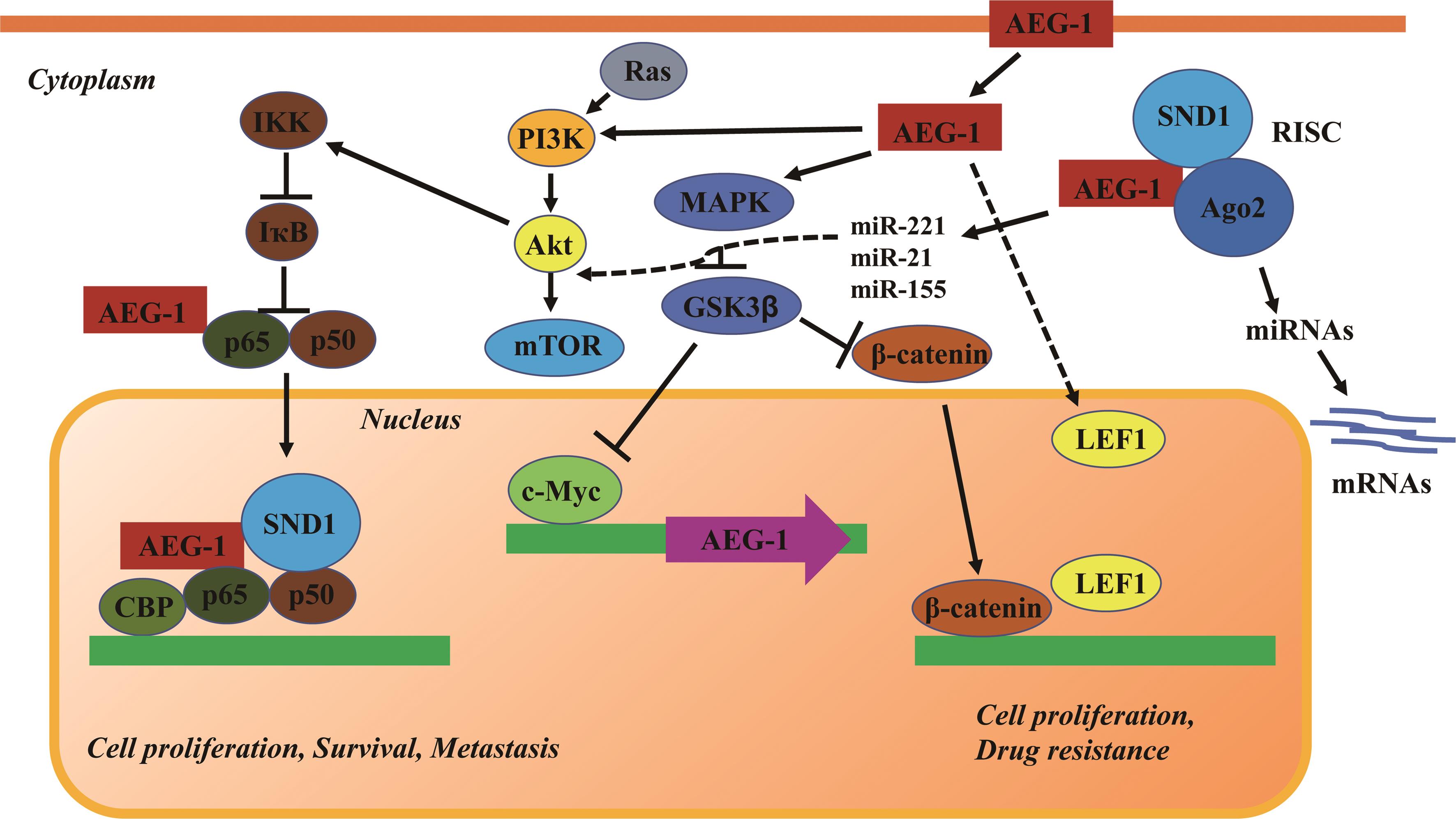 The role of AEG-1, SND1, Ago2 and RISC in HCC development and progression via the crosstalk between multiple signaling pathways.