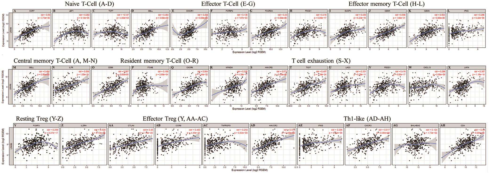 Correlation analysis between LPAR6 expression and various T cell marker sets in HCC.