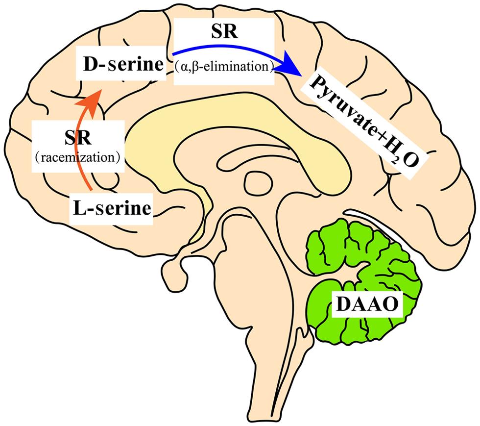 Distribution and metabolism of D-serine in the mammalian brain.