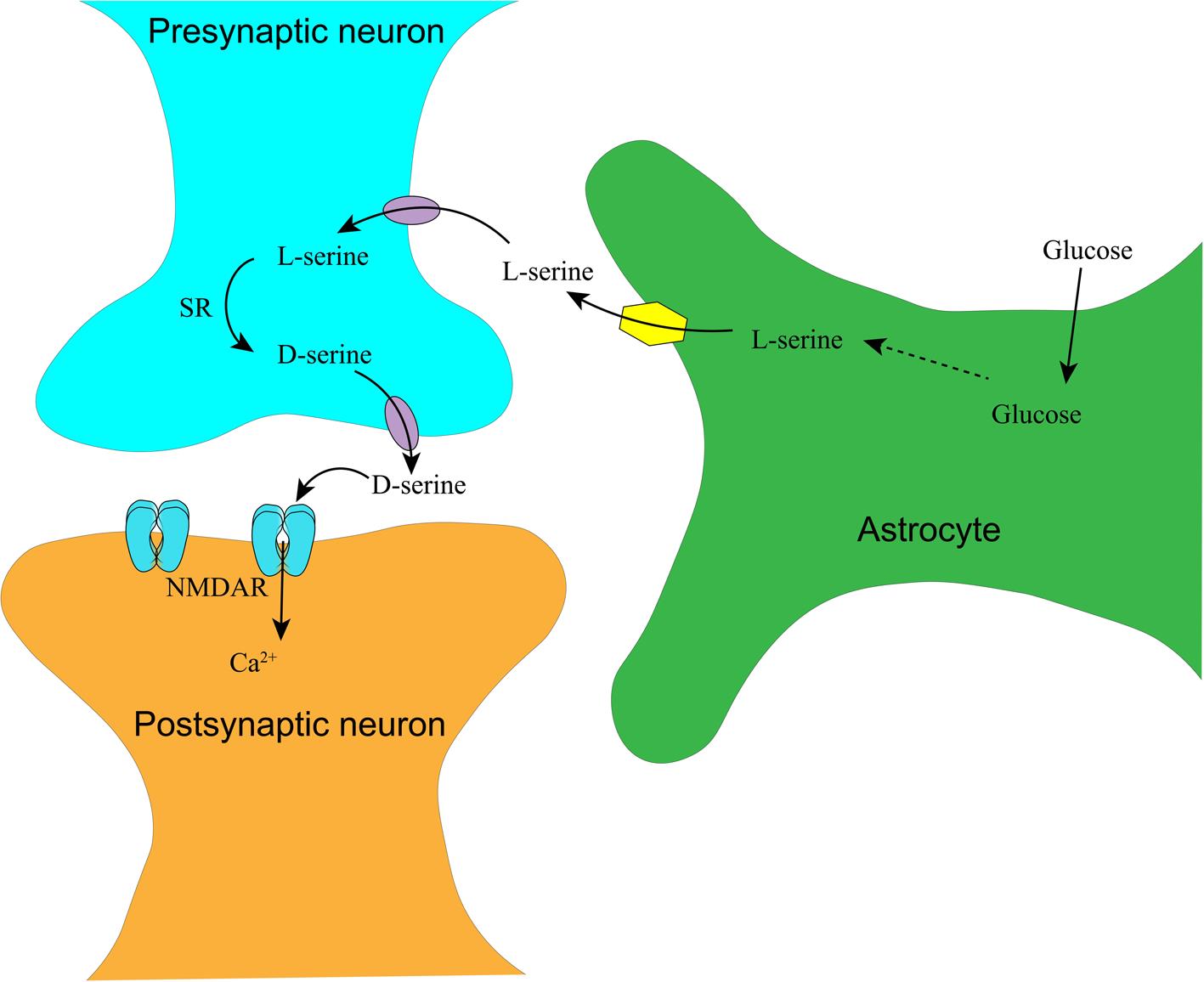 Synthesis and transport of D-serine in the central nervous system.