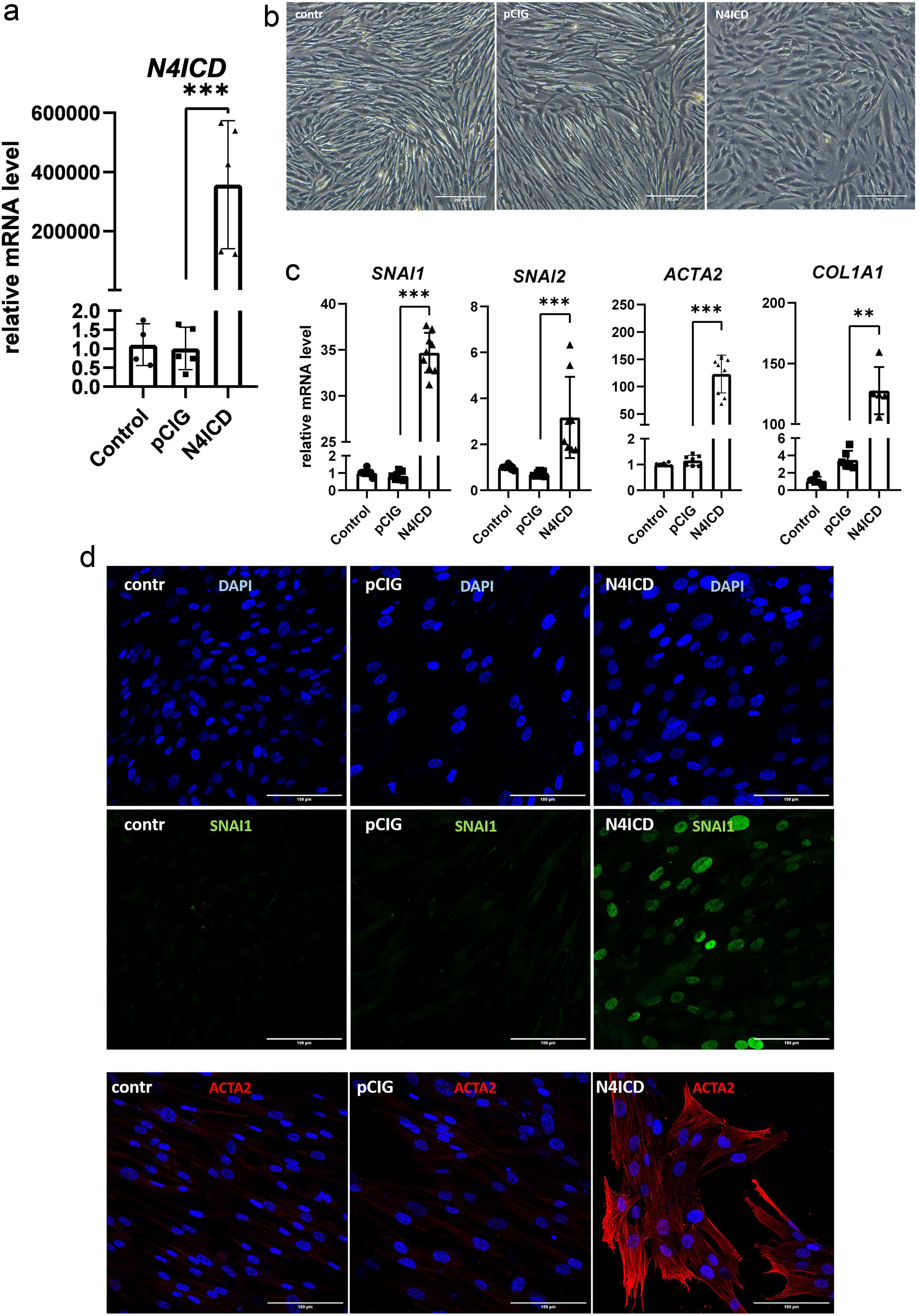 Induction of fibrogenesis-associated genes in human lung fibroblasts on day 3 after N4ICD transduction.