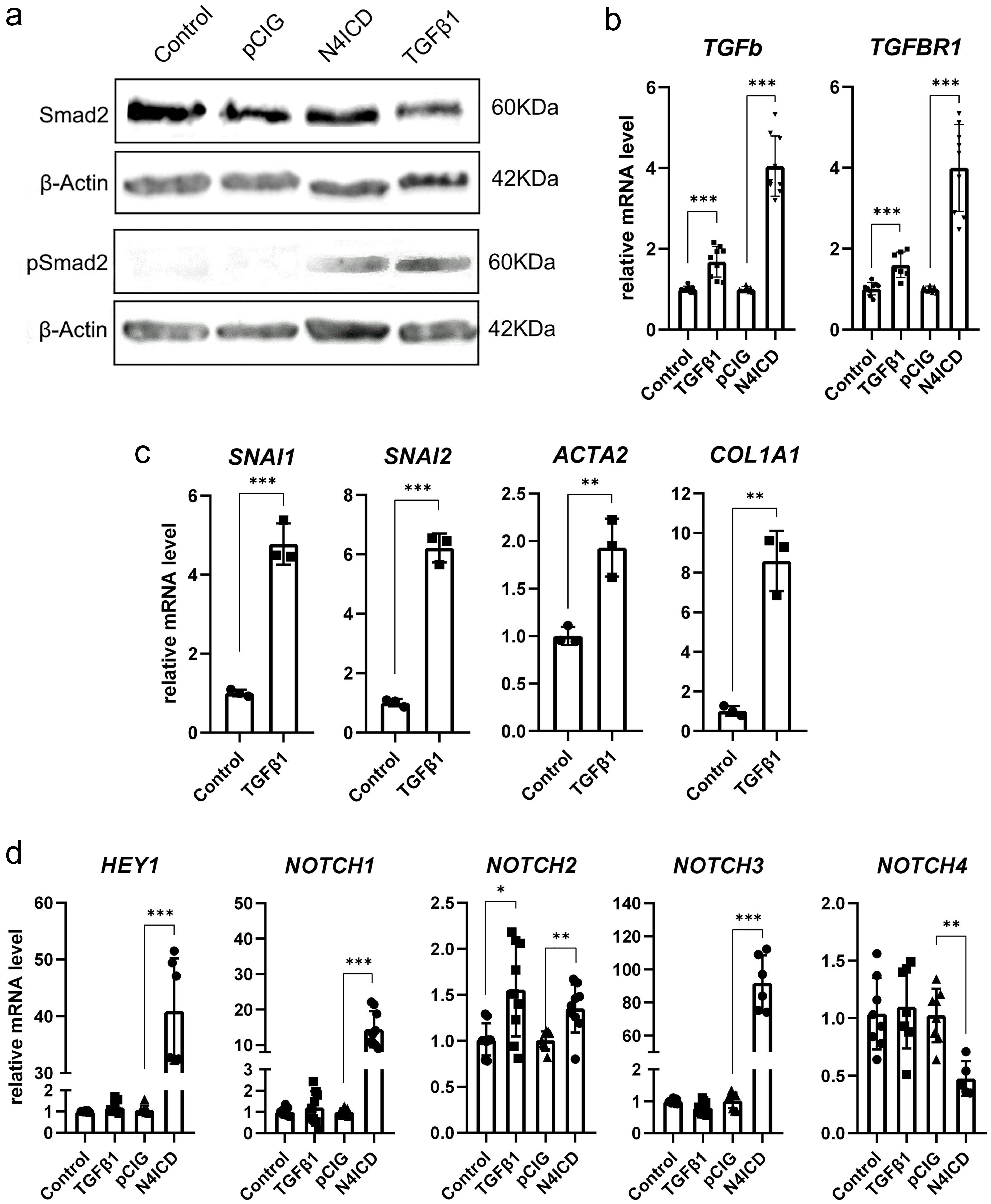 The reciprocal impact of Notch4 and TGFβ1 pathways on each other.