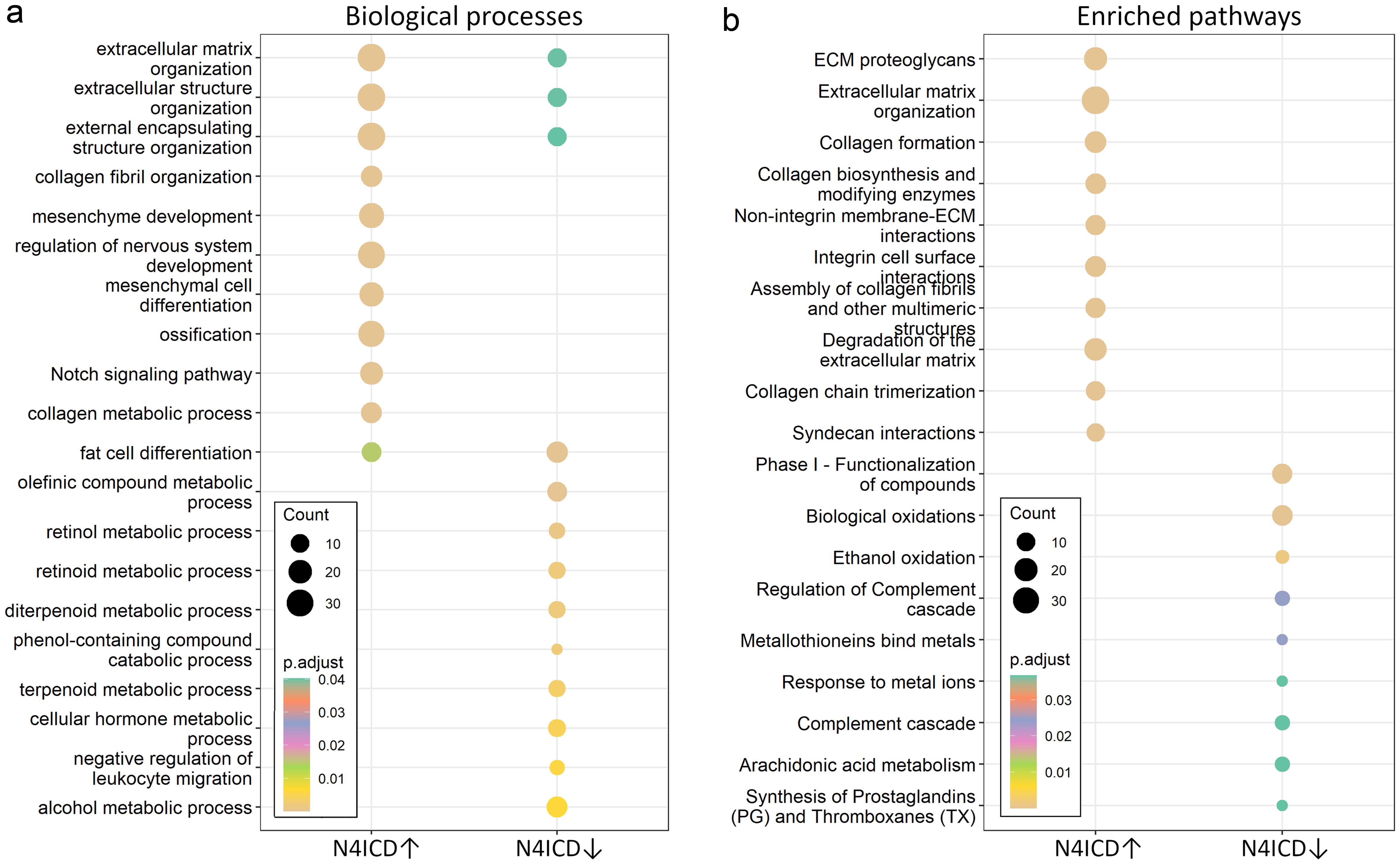 Enrichment analysis of differentially expressed genes that are upregulated (N4ICD↑) or downregulated (N4ICD↓) in lung fibroblasts with activated N4ICD, as compared to the control samples pCIG, conducted using (a) the “Biological Processes” Gene Ontology and (b) pathways according to the Reactome Pathway database.