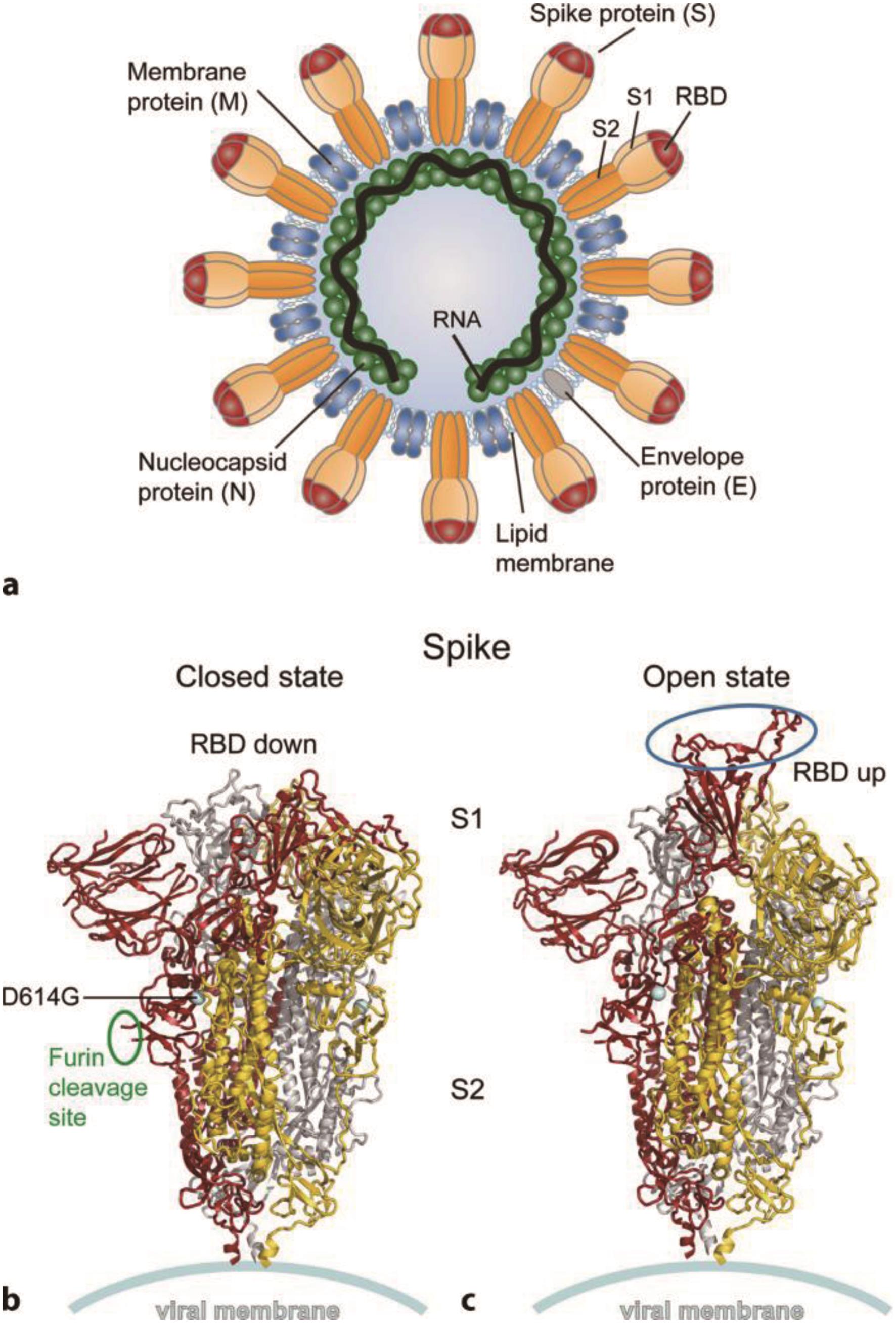 冠状病毒和spike蛋白的结构，