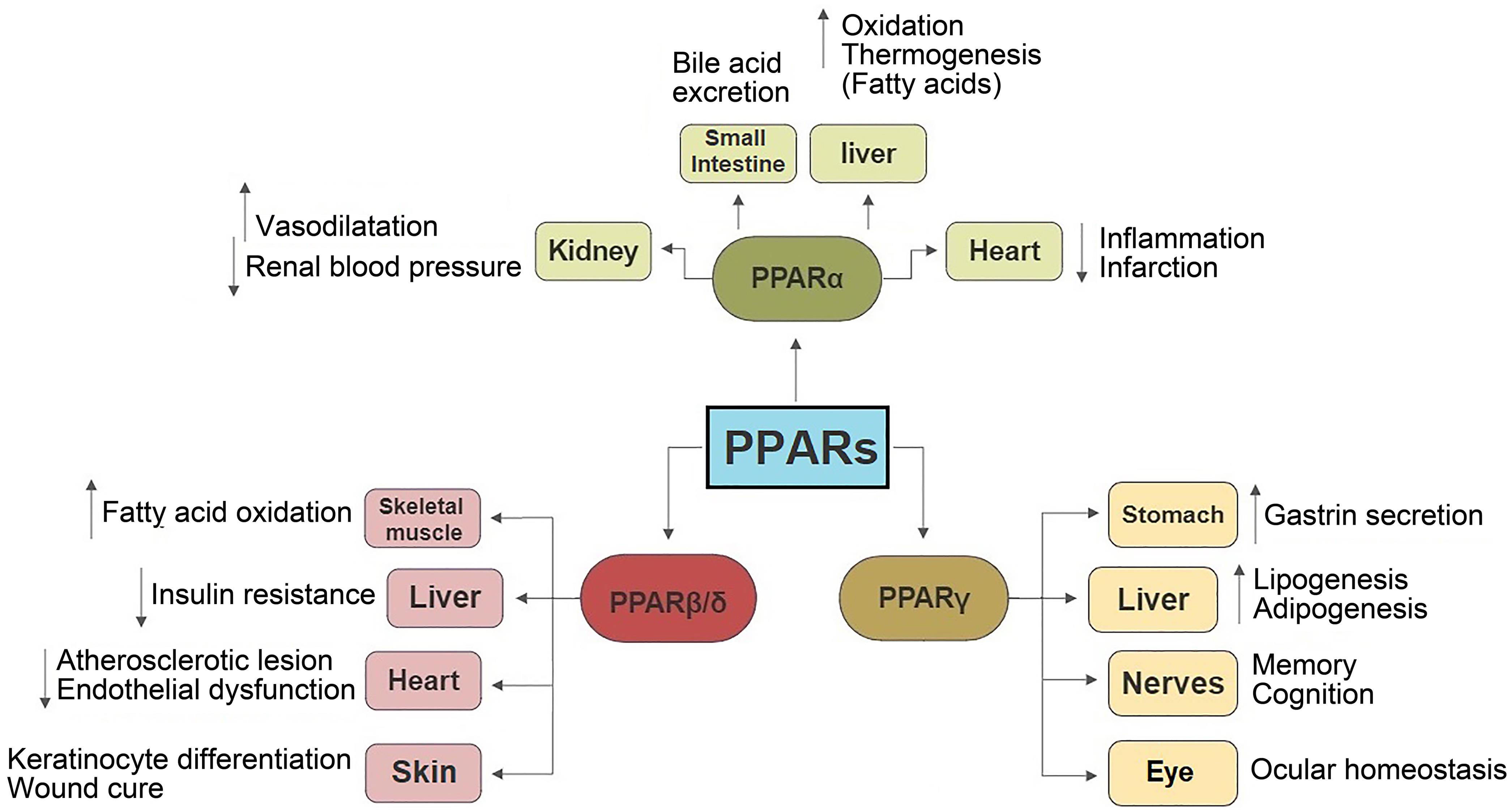 Function of PPARs in different tissues in physiological conditions.