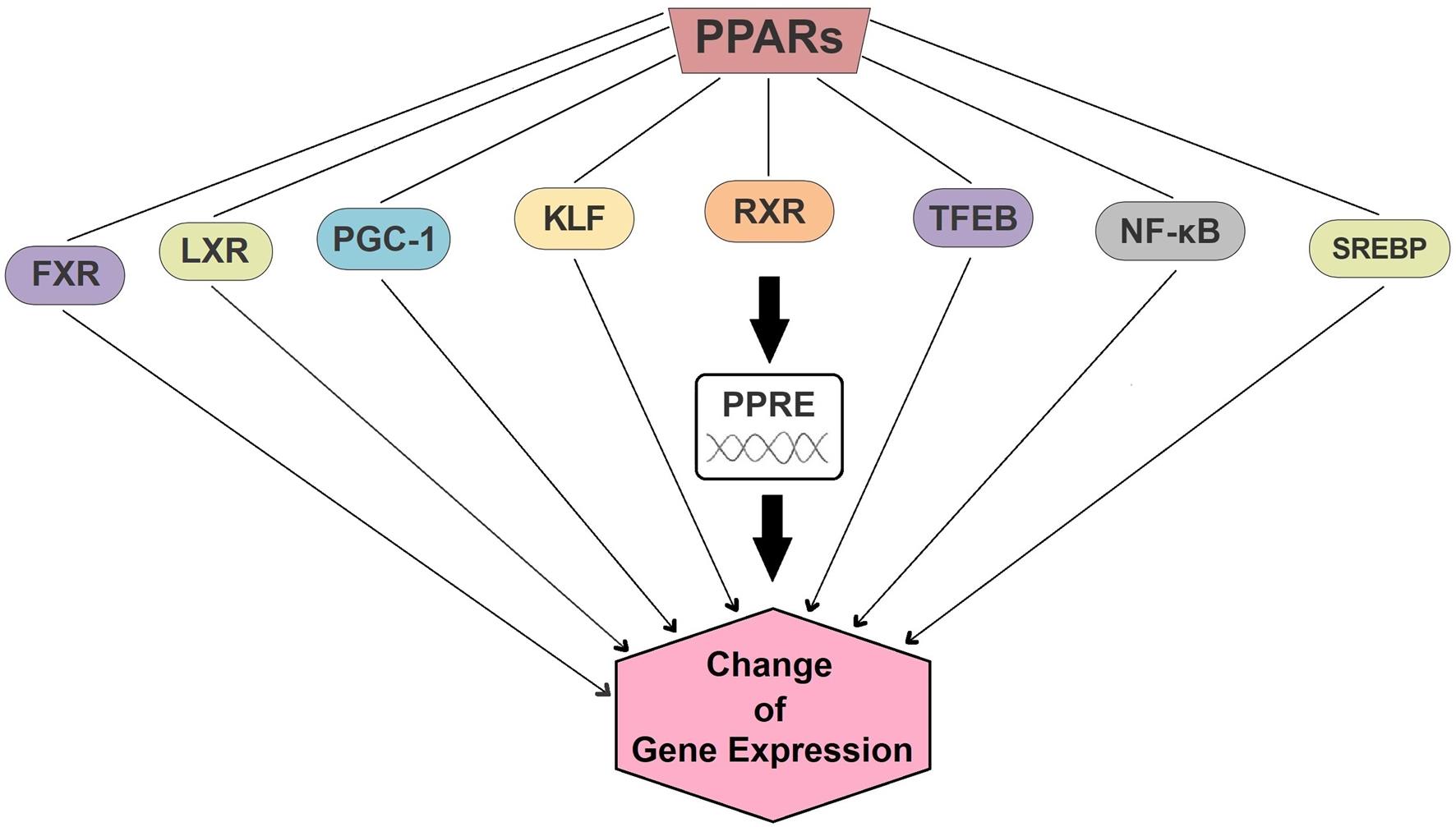 Interactions of PPARs and other transcription factors.