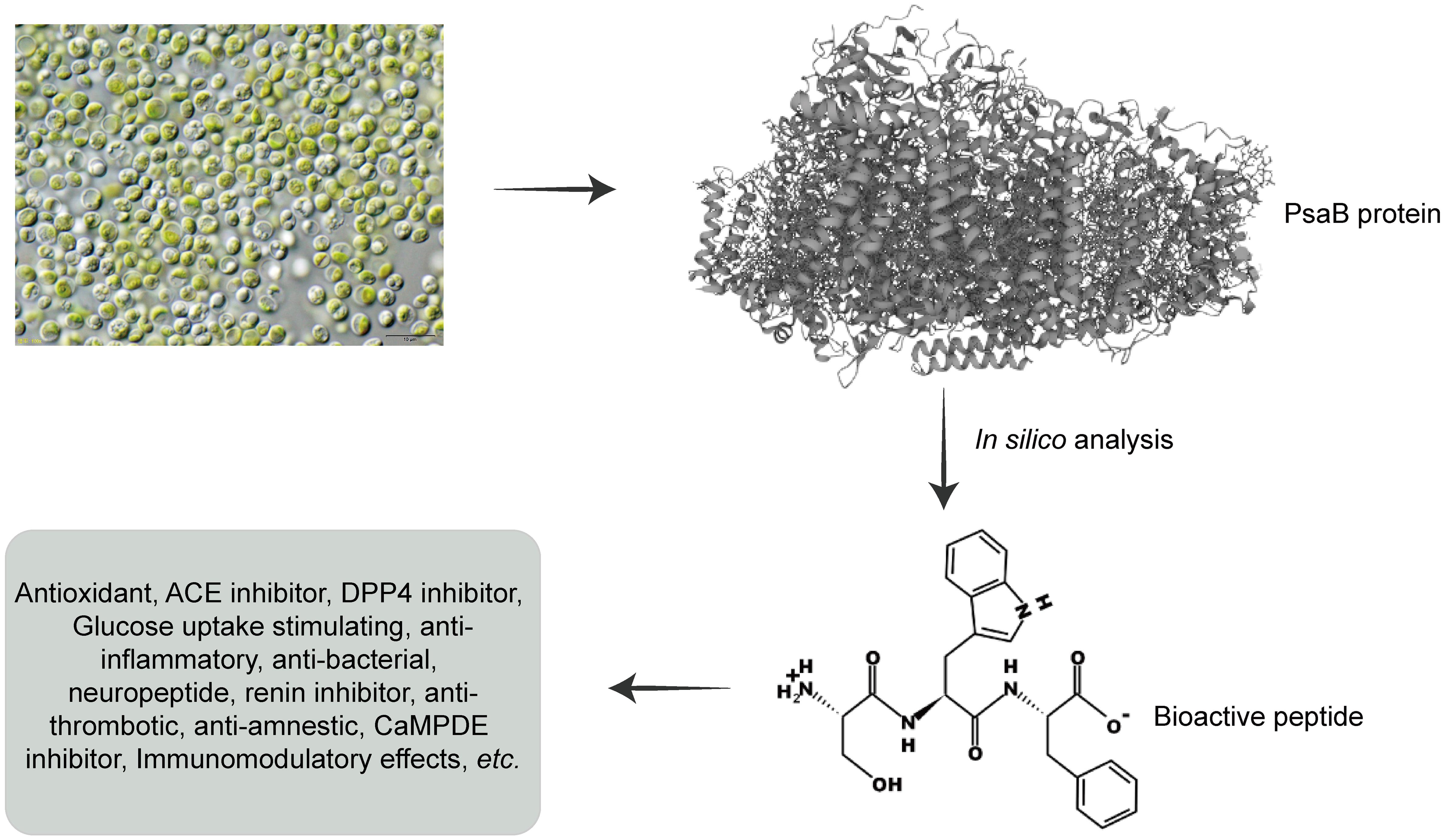 <italic>Chlorella vulgaris</italic> with bioactive peptides and their pharmacological relevance.