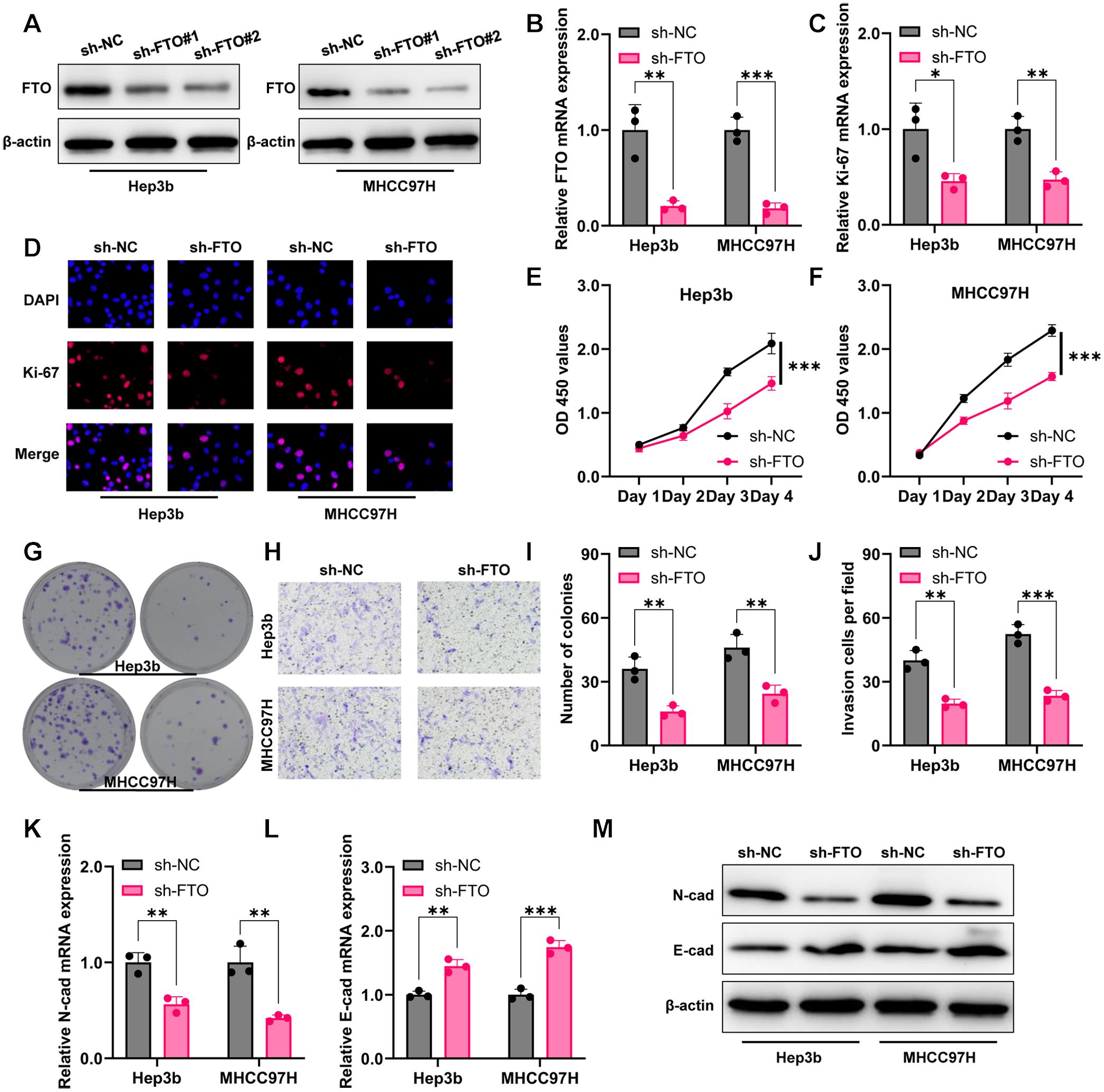 Effects of FTO knockdown on HCC cells.
