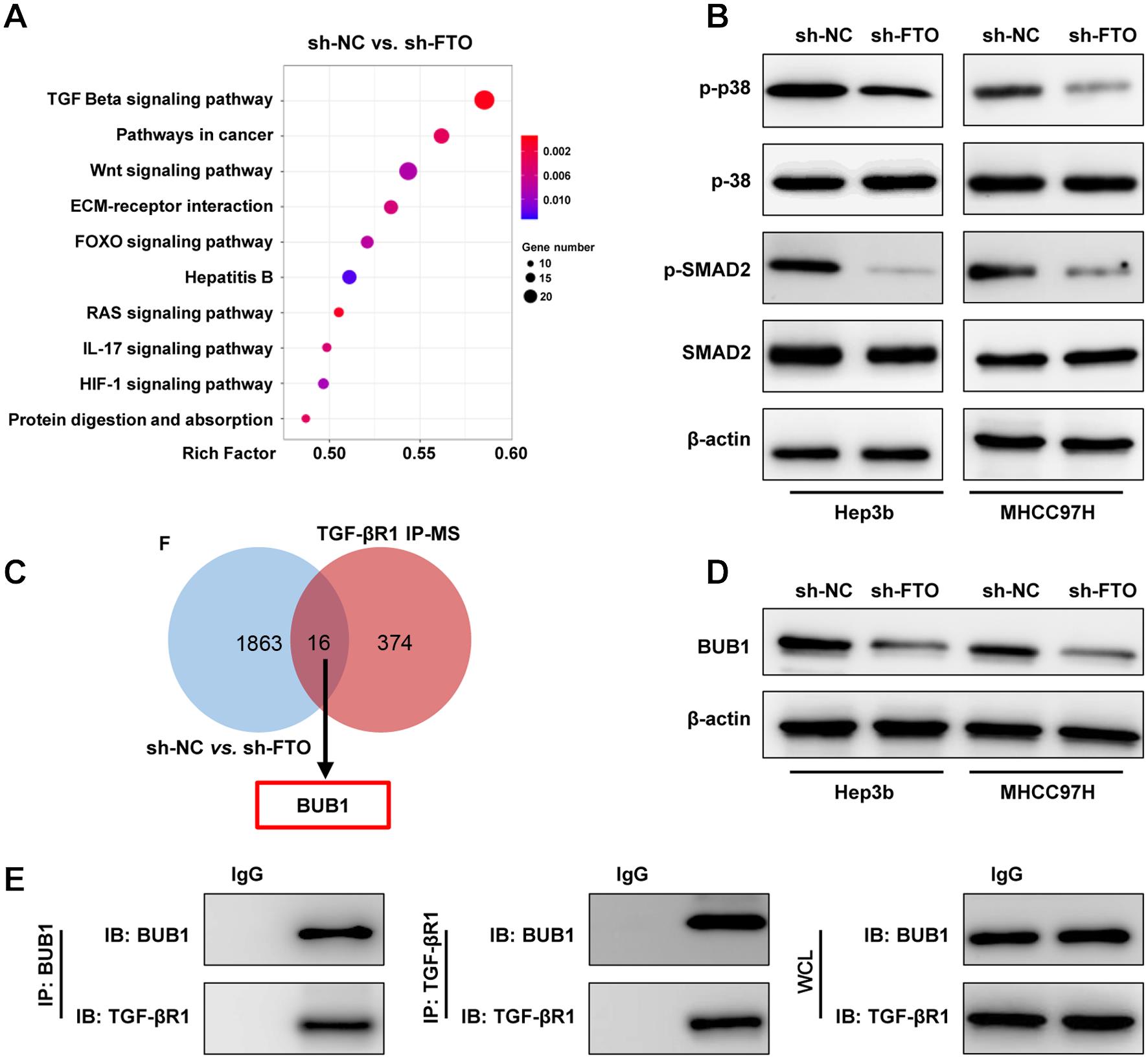 BUB1 protein interacts with TGF-βR1.