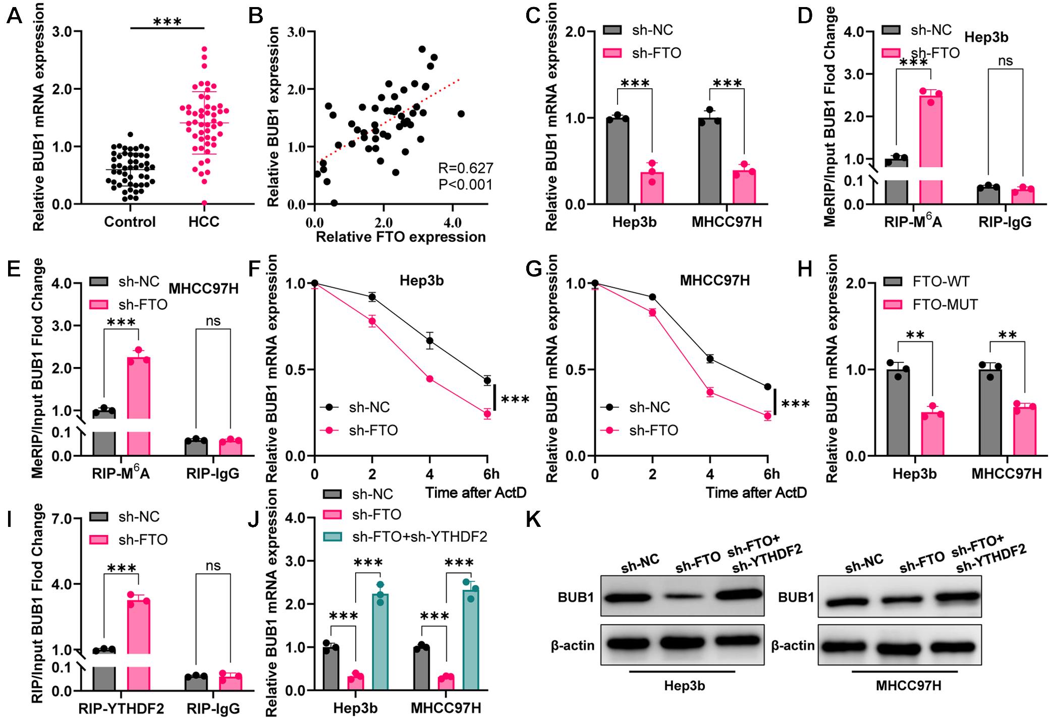 FTO regulation of BUB1 expression via an m6A-YTHDF2-dependent mechanism (A) qRT-PCR analysis of BUB1 expression in HCC and adjacent normal tissues. (B) Correlation between FTO and BUB1 mRNA expression in HCC tissues. (C) qRT-PCR analysis of BUB1 mRNA levels in Hep3b and MHCC97H cells transduced with sh-FTO or sh-NC. (D) and (E) MeRIP assays measuring m6A enrichment on BUB1 mRNA in Hep3b and MHCC97H cells transduced with sh-FTO or sh-NC. (F) and (G) BUB1 mRNA stability assays using ActD in Hep3b and MHCC97H cells transduced with sh-FTO or sh-NC. (H) qRT-PCR analysis of BUB1 mRNA levels in Hep3b and MHCC97H cells overexpressing wild-type FTO (FTO-WT) or mutant FTO (FTO-MUT). (I) RIP analysis of YTHDF2 binding to BUB1 mRNA in Hep3b and MHCC97H cells transduced with sh-FTO or sh-NC. (J) qRT-PCR analysis of BUB1 levels in Hep3b and MHCC97H cells transduced with sh-NC, sh-FTO, and sh-FTO+sh-YTHDF2. (K) Western blot analysis of BUB1 protein levels in Hep3b and MHCC97H cells treated with sh-NC, sh-FTO, and sh-FTO+sh-YTHDF2.