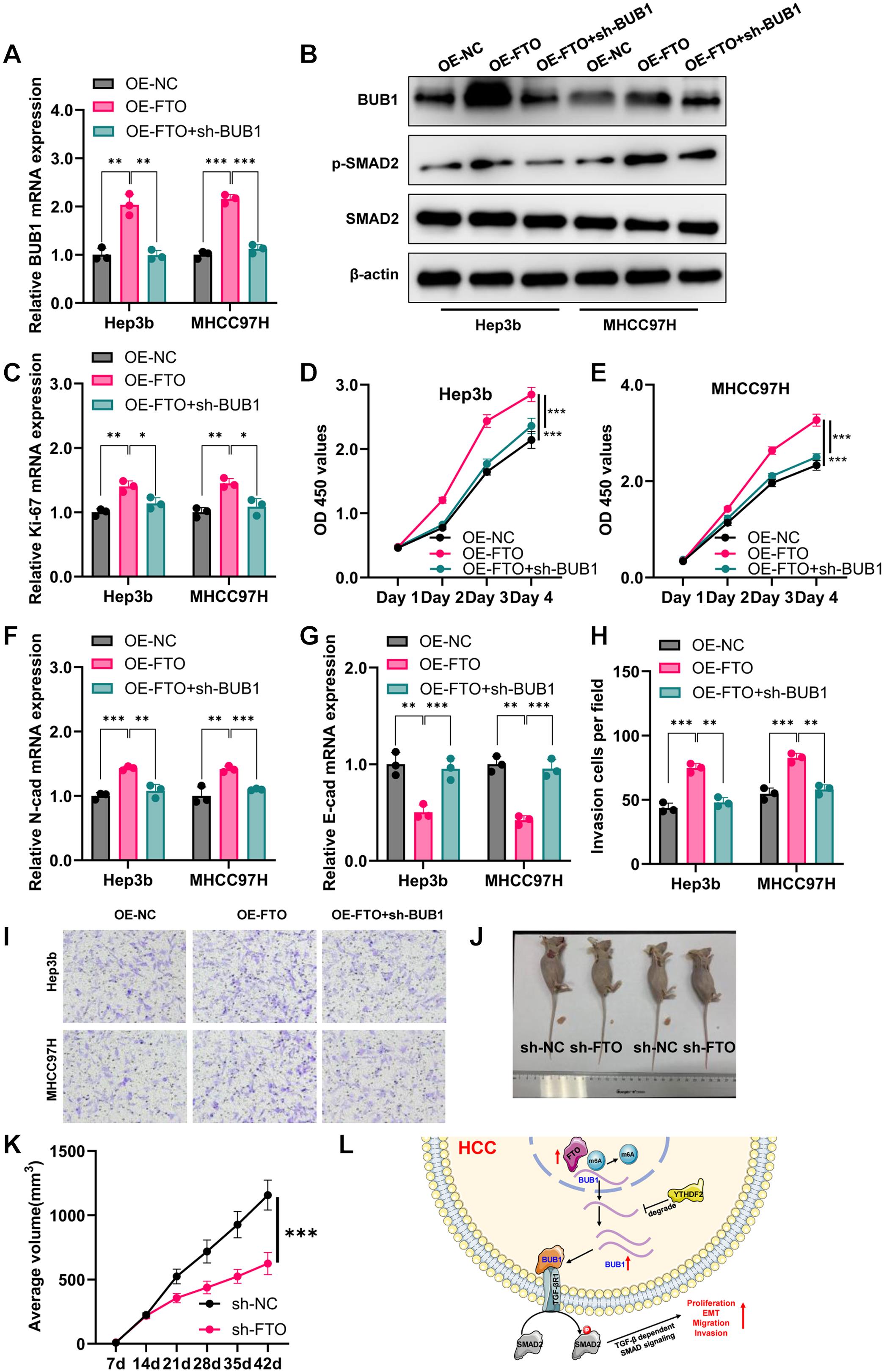 Effects of FTO-mediated BUB1 activation on the TGF-β signaling pathway and HCC progression.