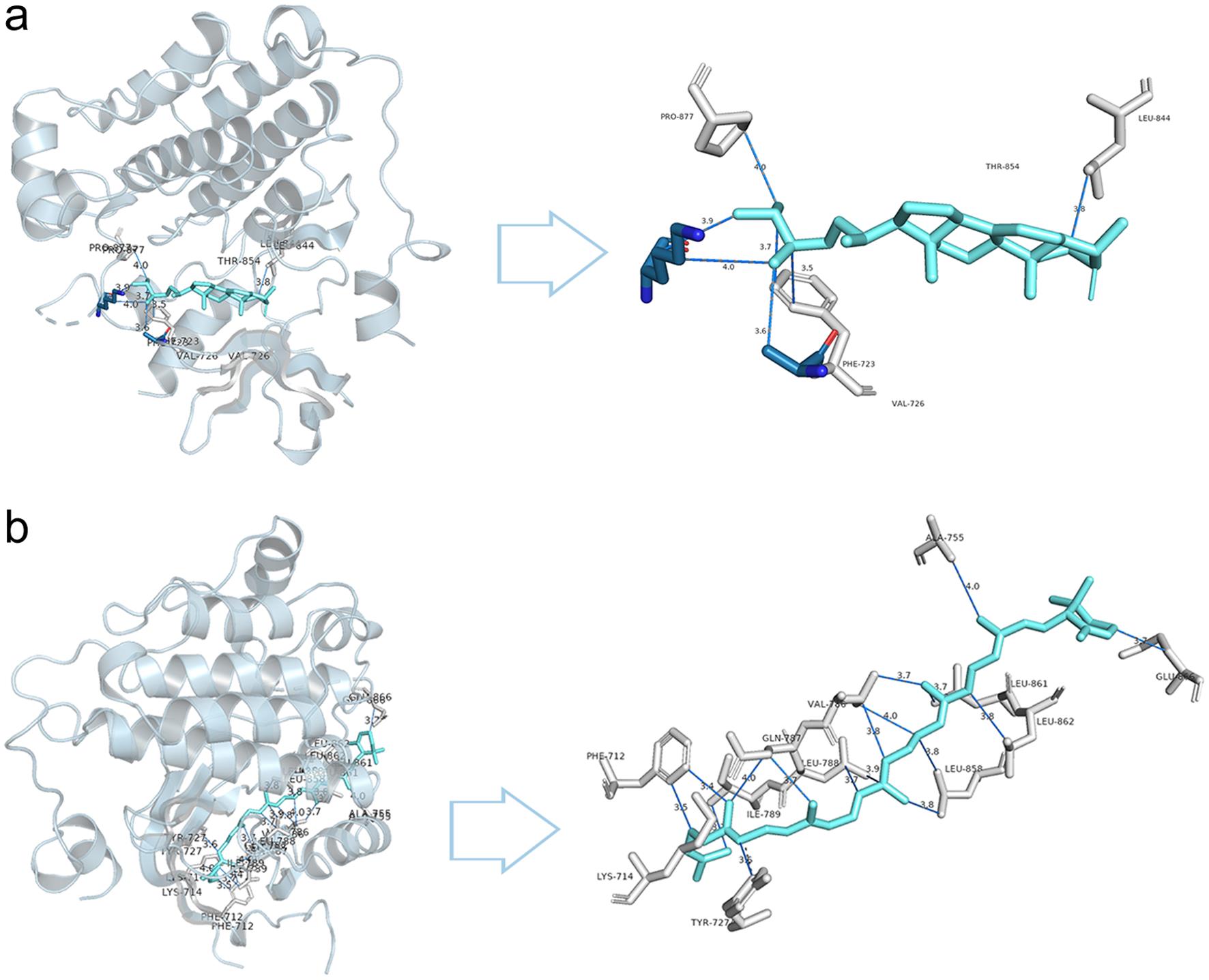 Results of EGFR docking with 4, 24-methylphenol and delta-carotene molecules are shown.