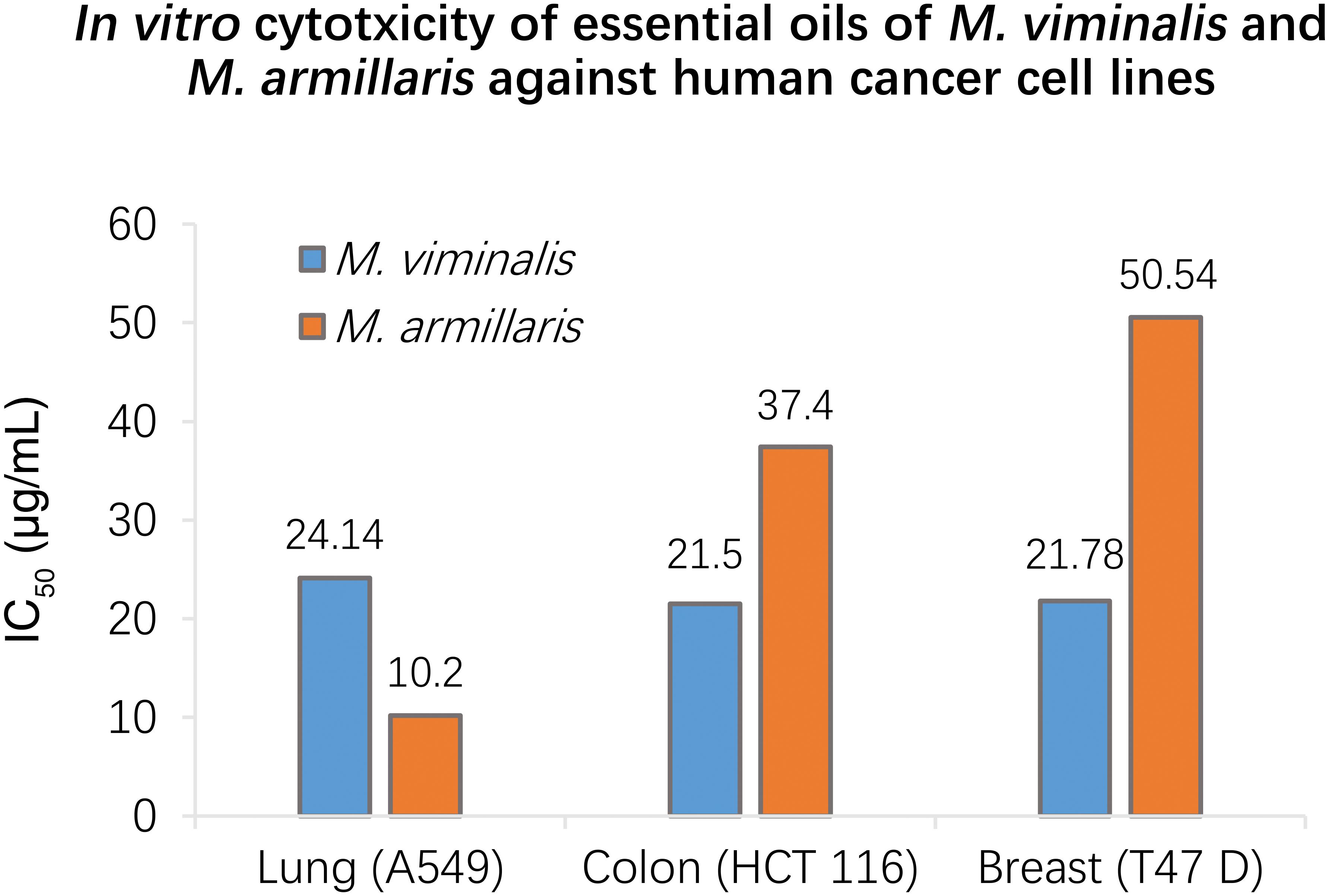 <italic>In vitro</italic> cytotoxic activity of essential oils of <italic>M. viminalis</italic> and <italic>M. armillaris.</italic>