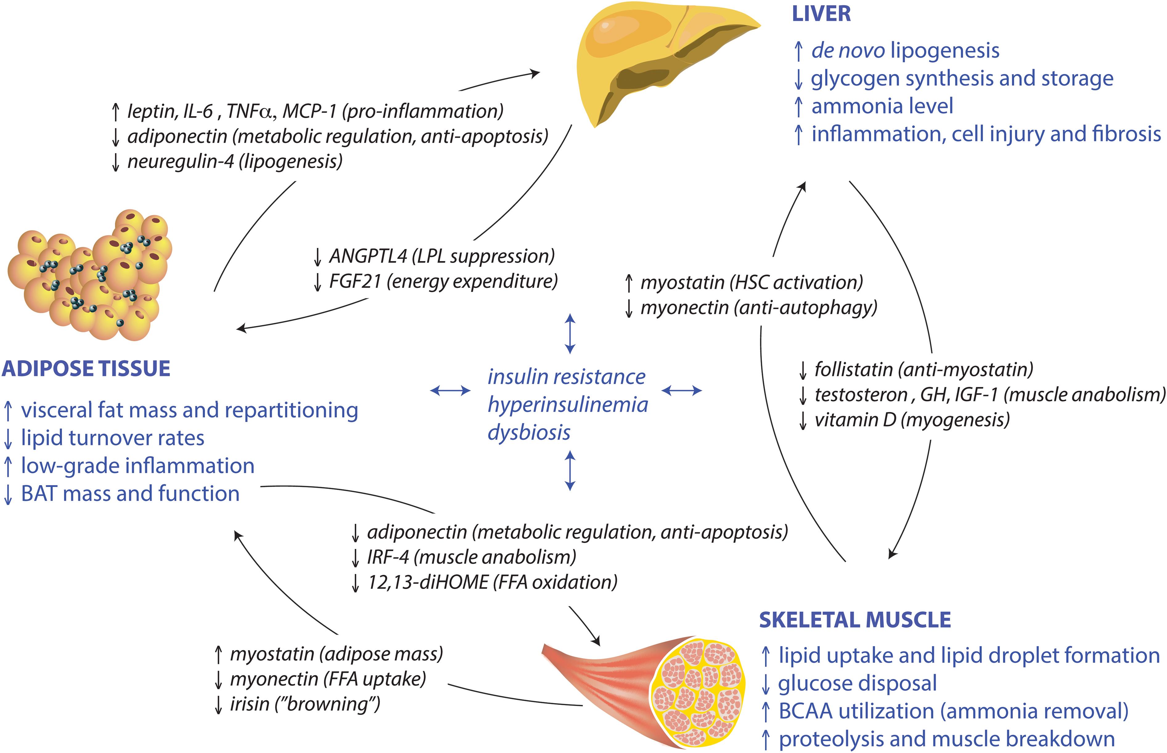 <bold>Adipose–muscle–liver crosstalk in NAFLD: Mechanisms and mediators of pathogenesis.</bold> Schematic depiction of major structural and functional changes in adipose tissue, skeletal muscle, and the liver (blue) due to sustained energy surplus with key molecular mediators and mechanisms of interplay (black arrows). Input from other body components, such as pancreatic beta cells (hyperinsulinemia due to insulin resistance) and gut microbiota (dysbiosis), may affect all elements of the adipose–muscle–liver triangle (blue arrows). See details in the main text.