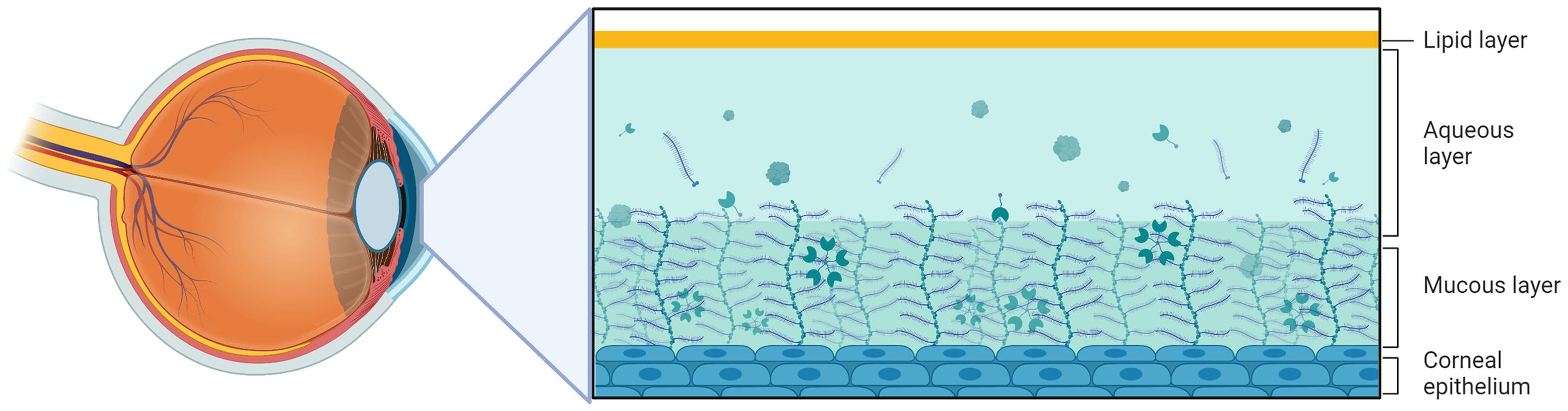 The three distinct layers of the tear film: The outer lipid layer, the middle aqueous layer and the inner mucin layer.