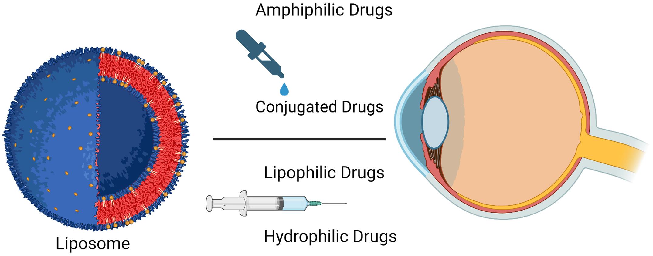 Liposome delivery to the eye. Different properties of the drug which can be formulated as a liposome for the best action are depicted in the figure.