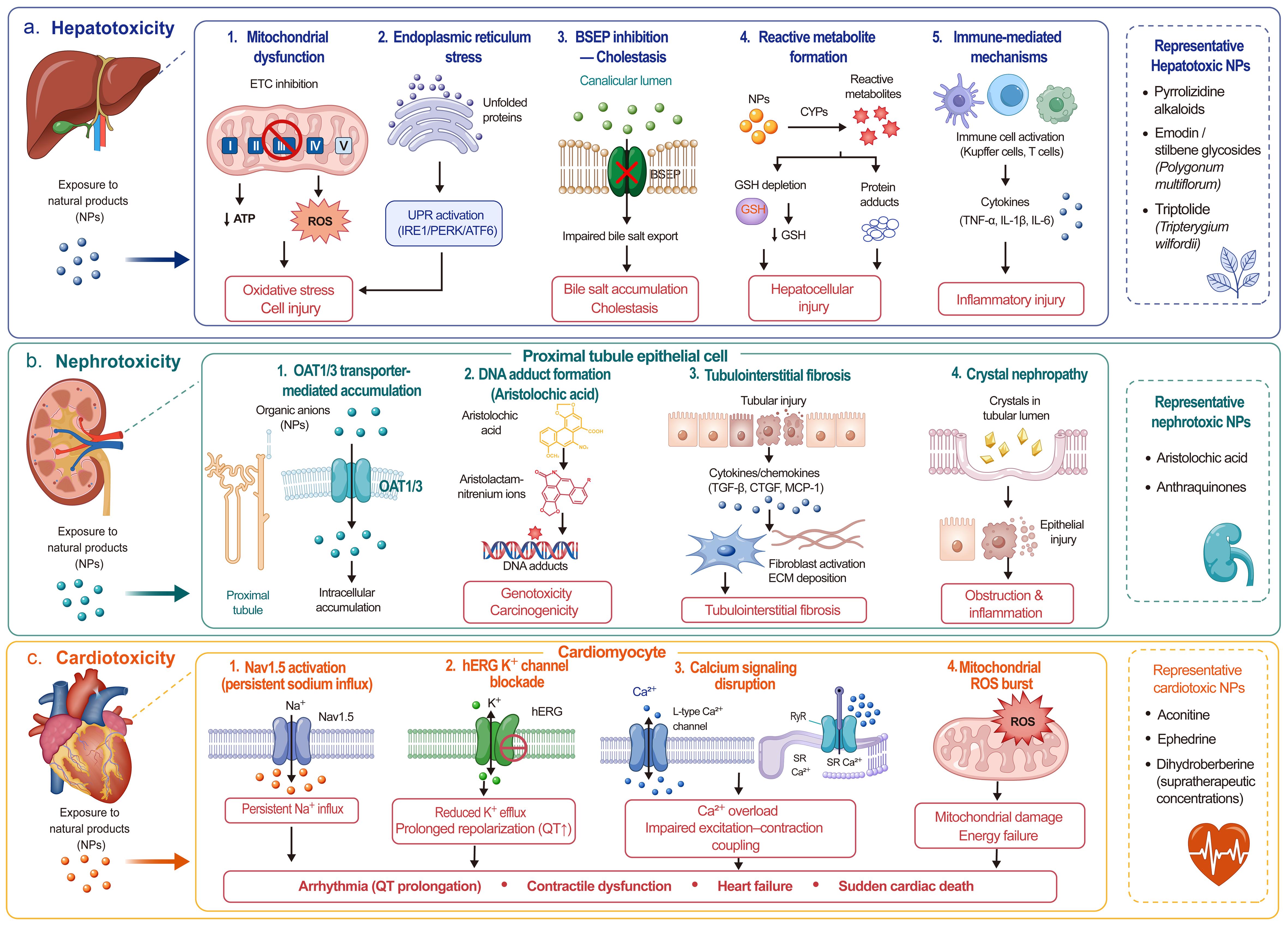 Molecular mechanisms of organ-specific toxicity induced by natural products.